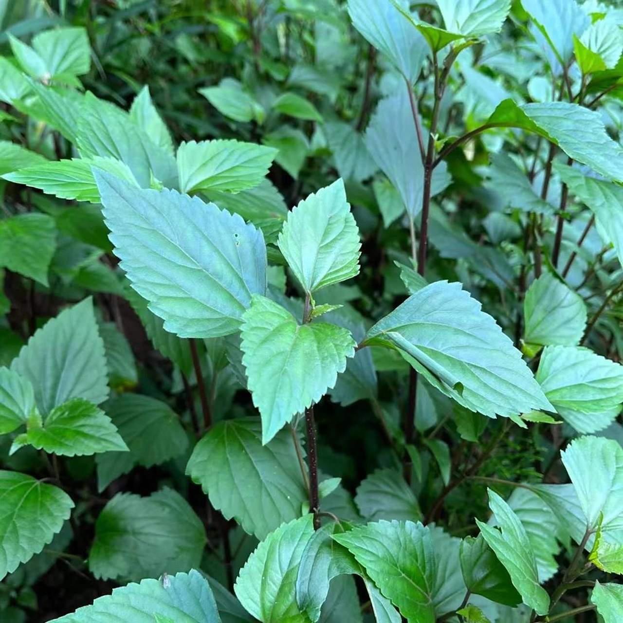 紫茎泽兰   从小到大都见过 你们那里叫什么?