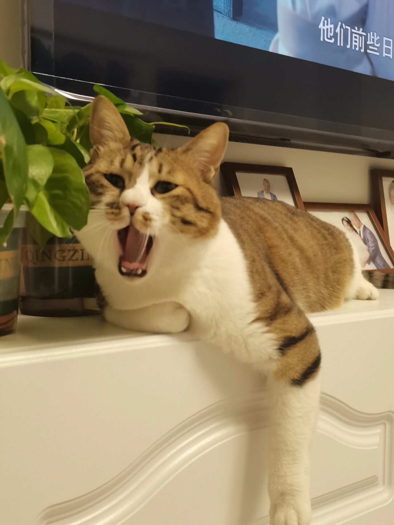 猫咪体外驱虫我首选!