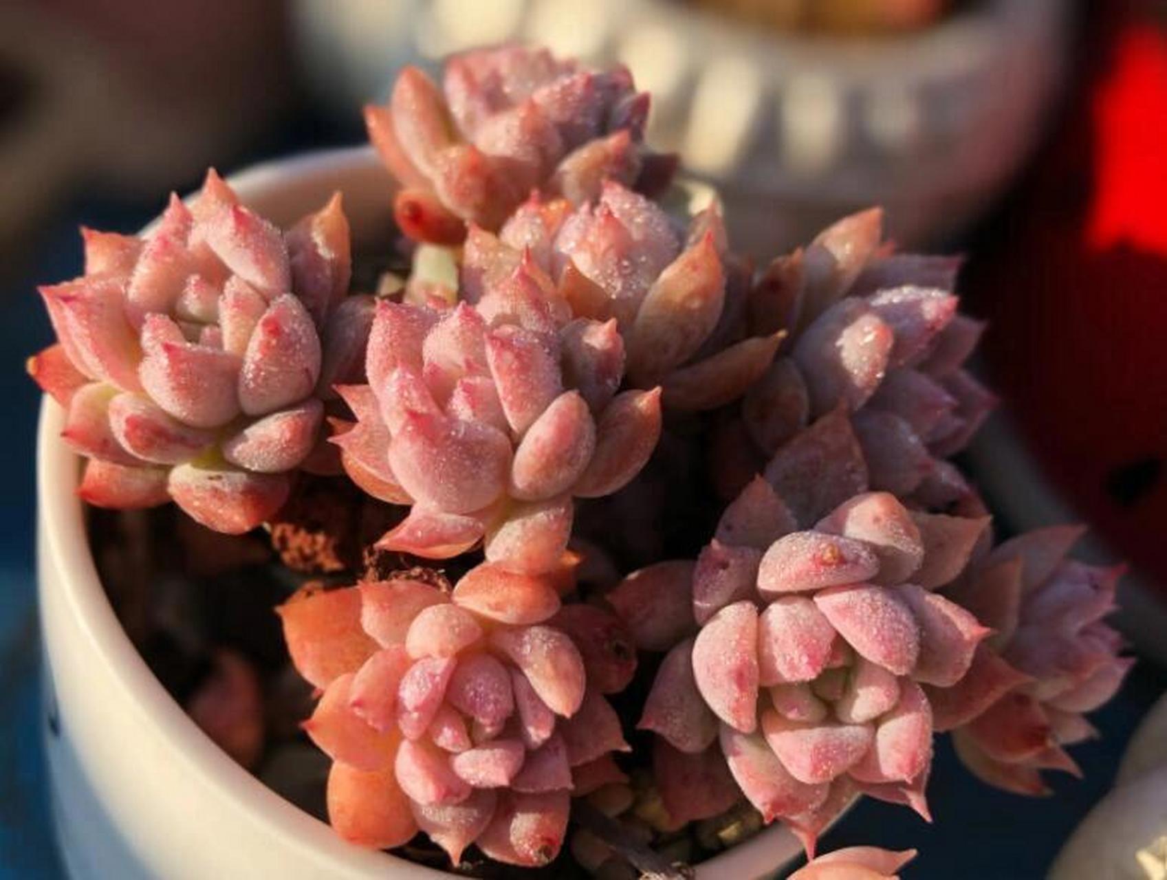 耶,粉蔓就是多肉中为数不多的带有香味的植物哦~ 粉蔓:景天科拟石