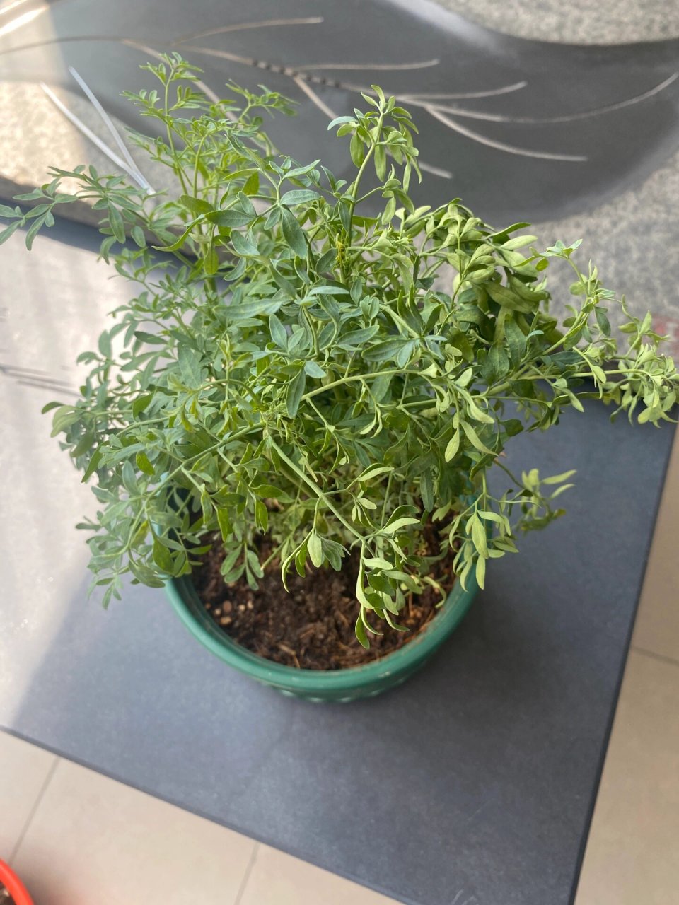 臭草(芸香草)怎样养活的?