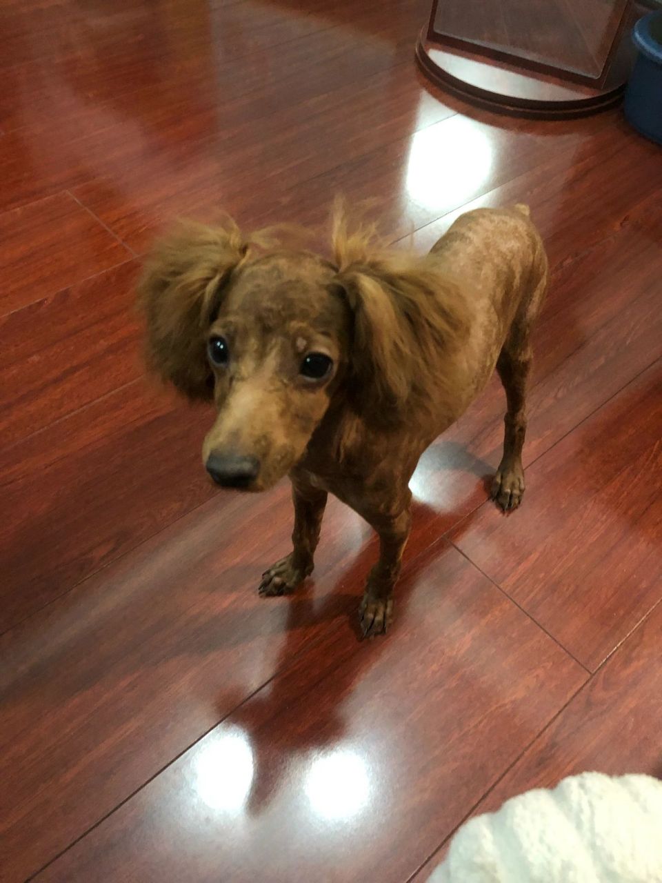 泰迪剃胎毛一个月变化 图一至图三是刚剃完胎毛的样子,宠物医院说耳朵