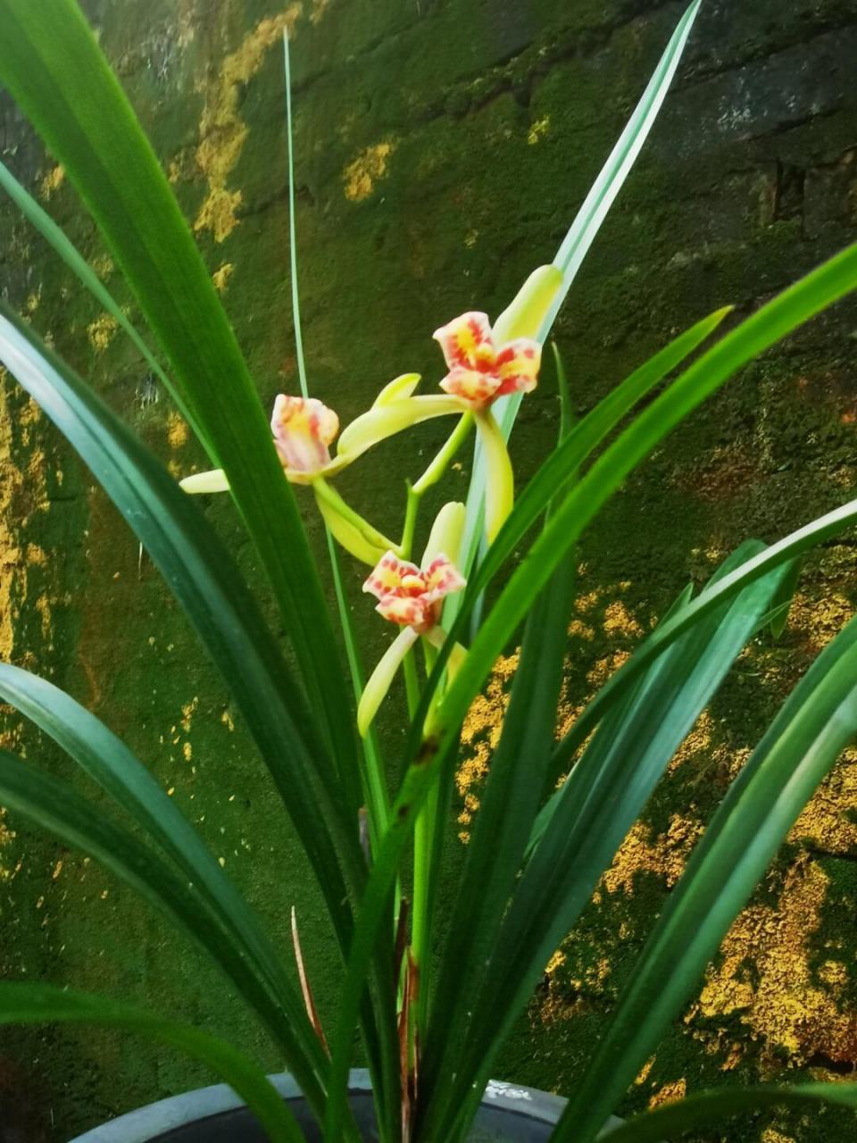 兰花# #花草# #花园植物# 屋外人间无穷事, 且尽身前有限杯.