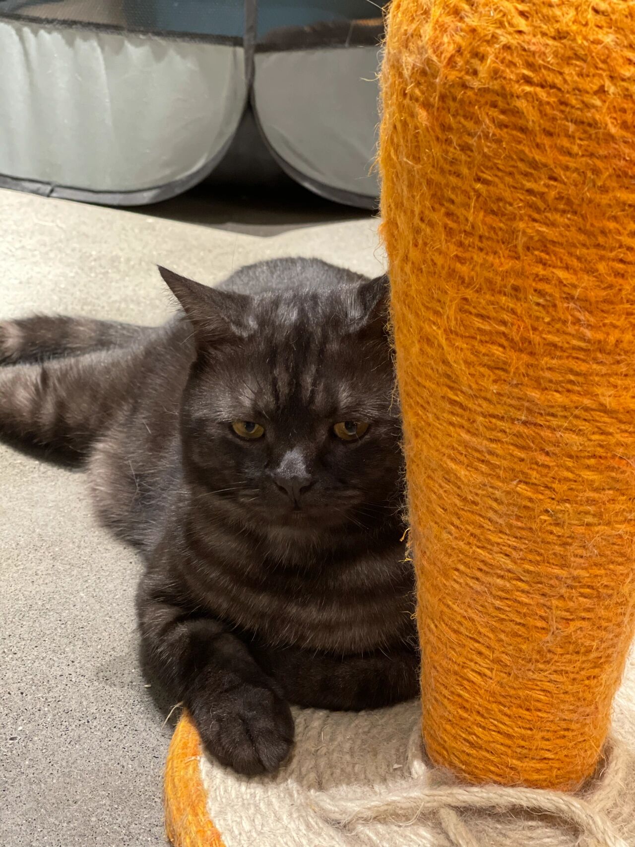 没见过的超黑美短