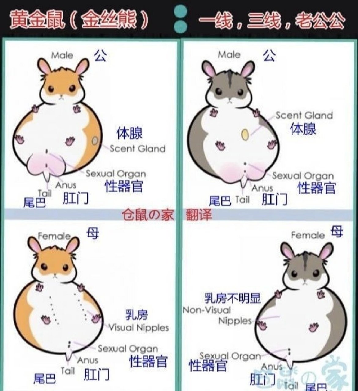 教你怎么分辨仓鼠公母? 教你怎么看仓鼠公母?