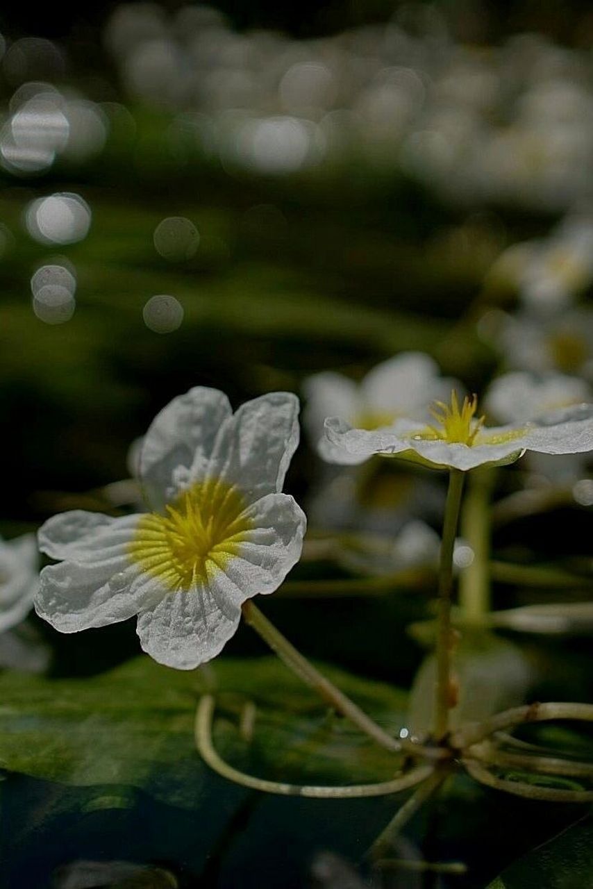 水性杨花波叶海菜花图片