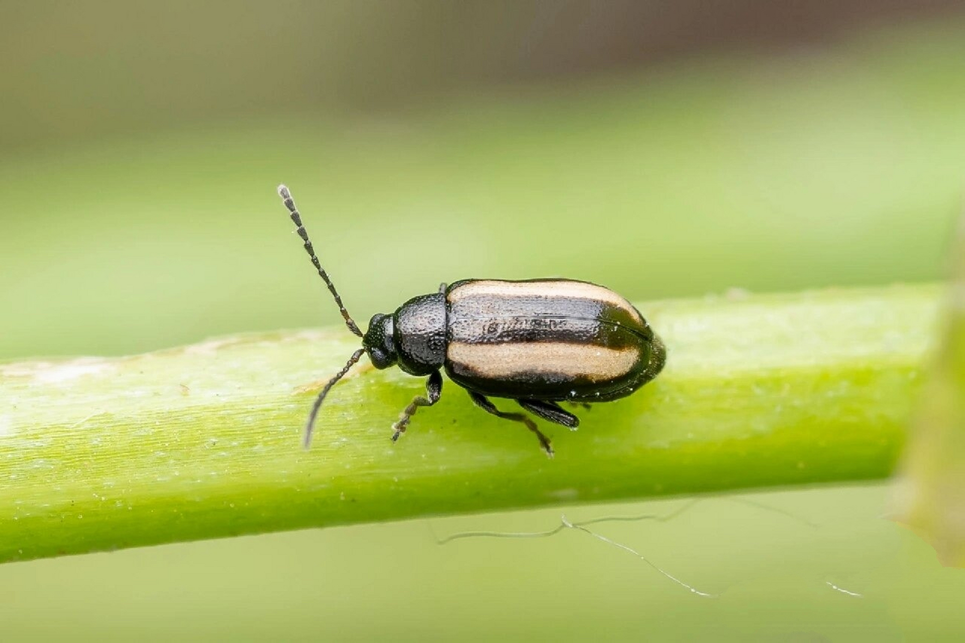 黄直条跳甲 大家是不是觉得这个名字很熟悉,与黄曲条跳甲仅一字之差