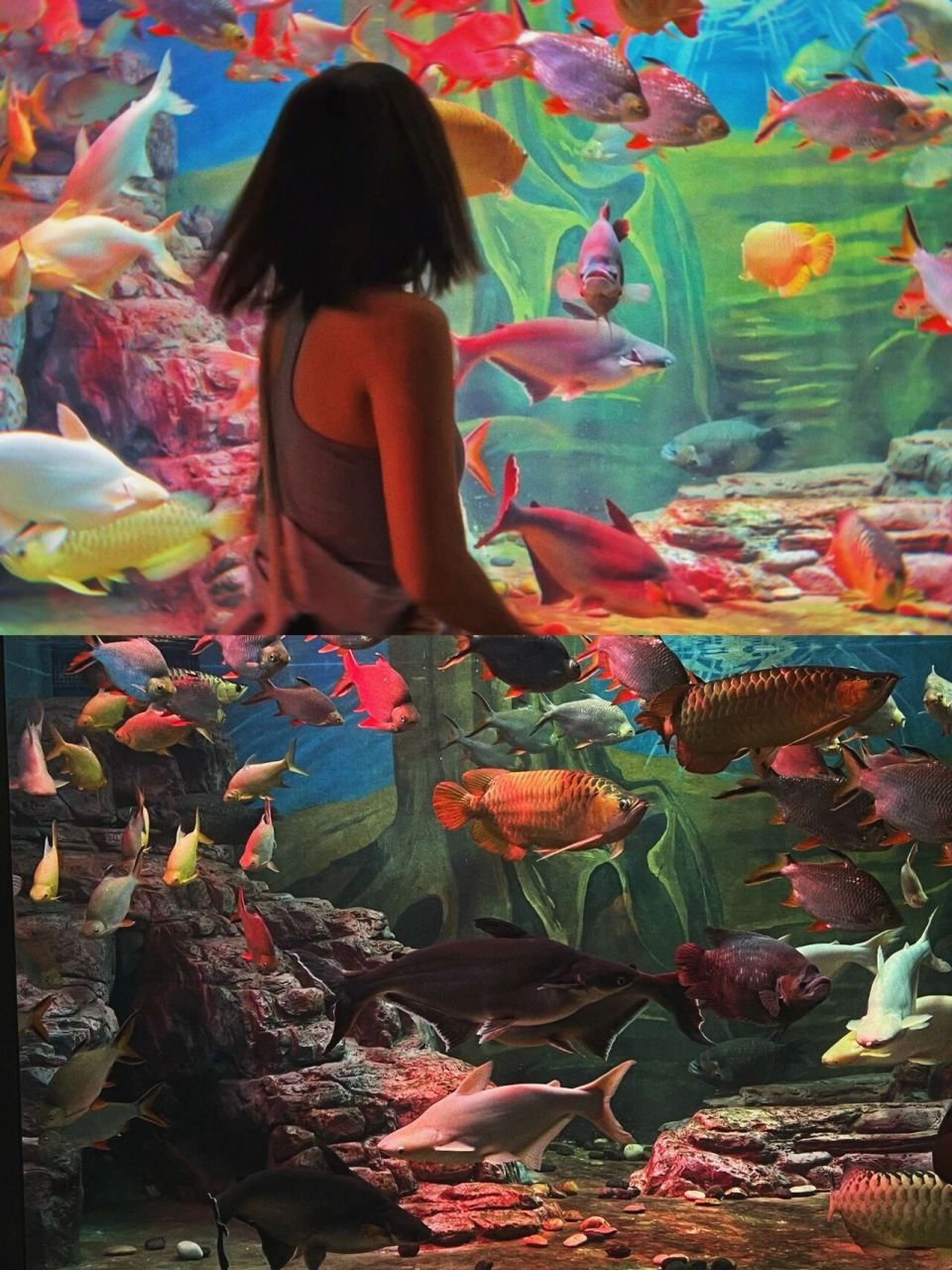 上海雨天室内游玩攻略 没想到水族馆可以这么好拍0469♀15