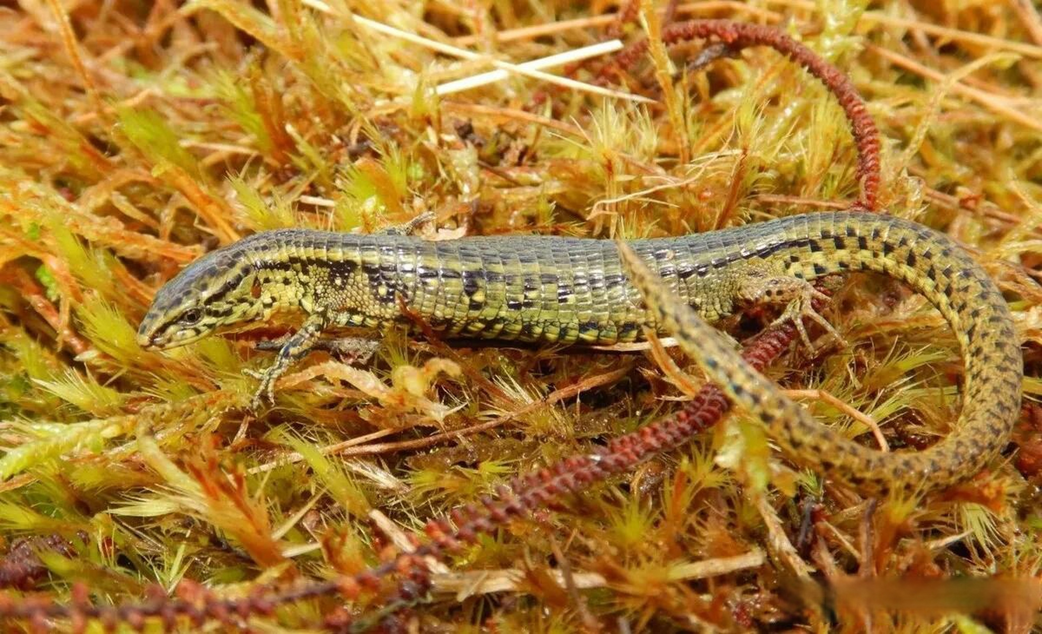 秘鲁安第斯山自然公园现新物种 科研人员首次发现金黄蜥蜴 当地时间