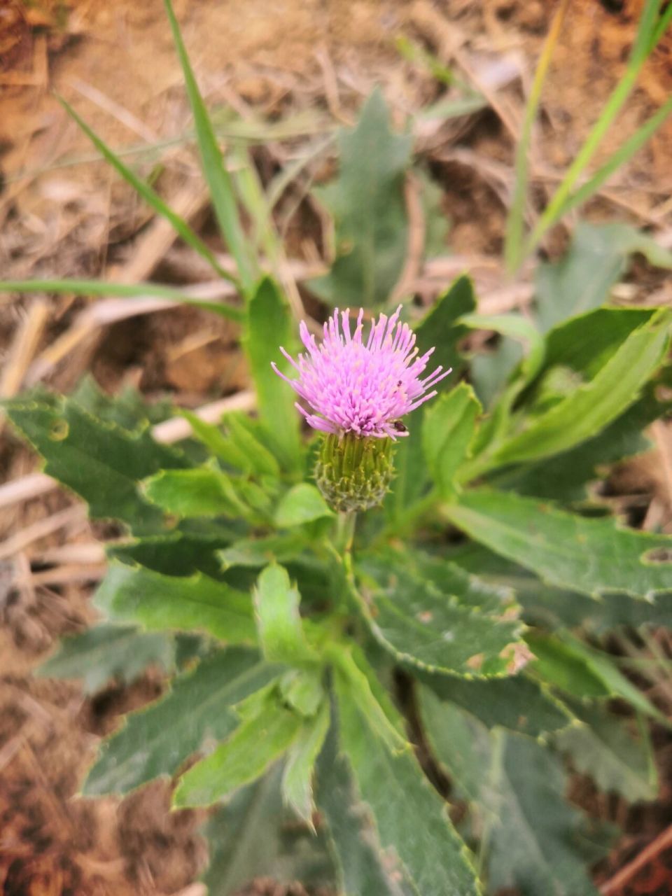 识百花(十)刺儿菜 别称:小蓟,刺狗牙 生长:荒地,耕地,路旁 药用价值