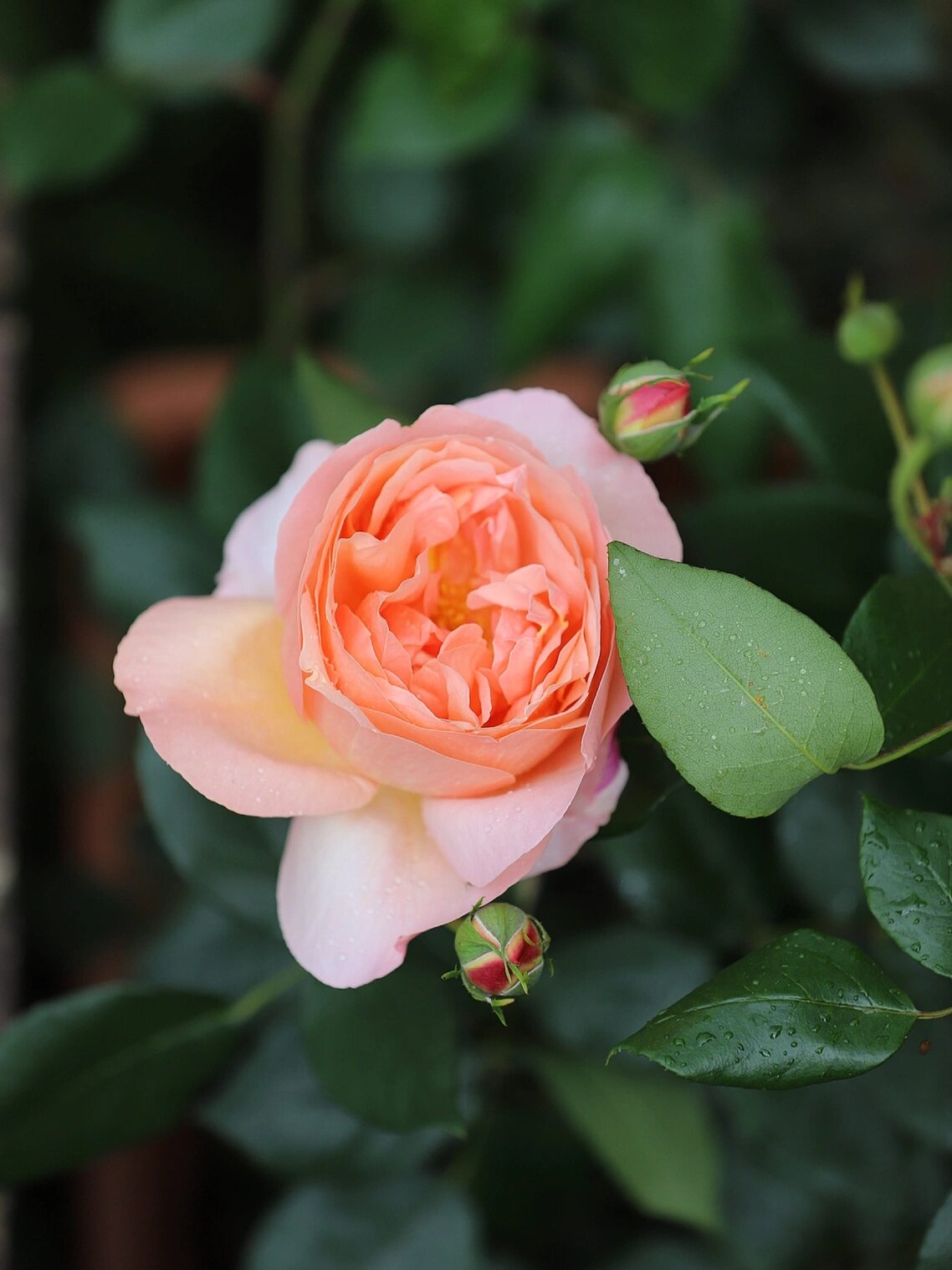 来报恩的heaven on earth人间天堂月季 这个品种真的是德国kordes科德