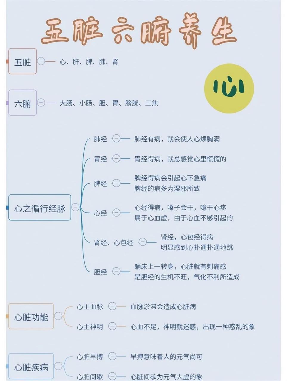 五脏六腑:共包括十二个脏器,其中五脏为:心