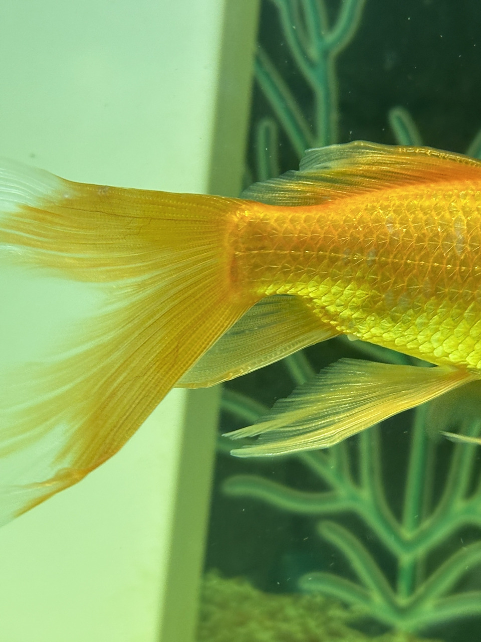 金鱼尾巴有白色大点点 新鱼救过来隔离中 大缸的老鱼又出问题了 尾巴