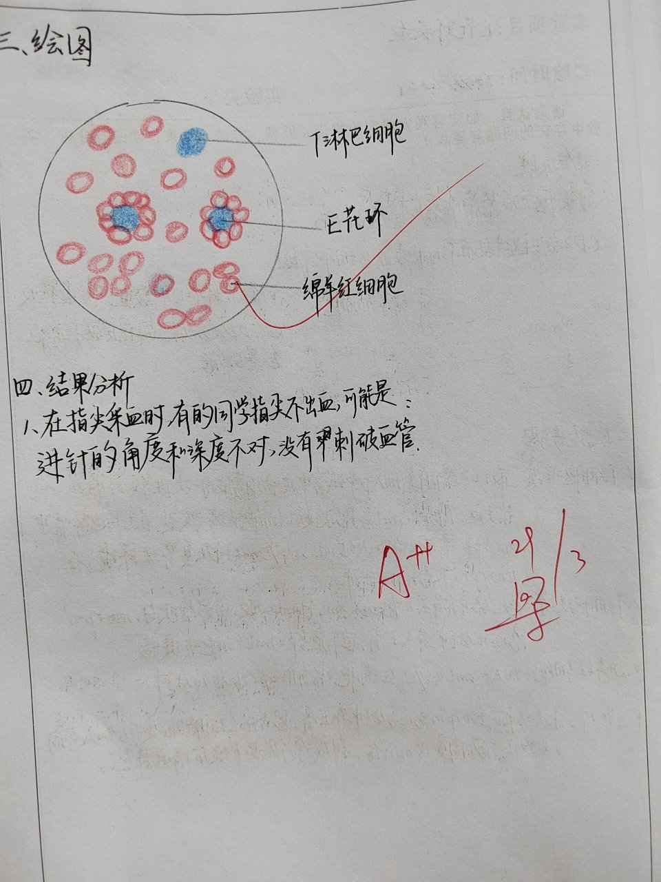 e花环实验图图片