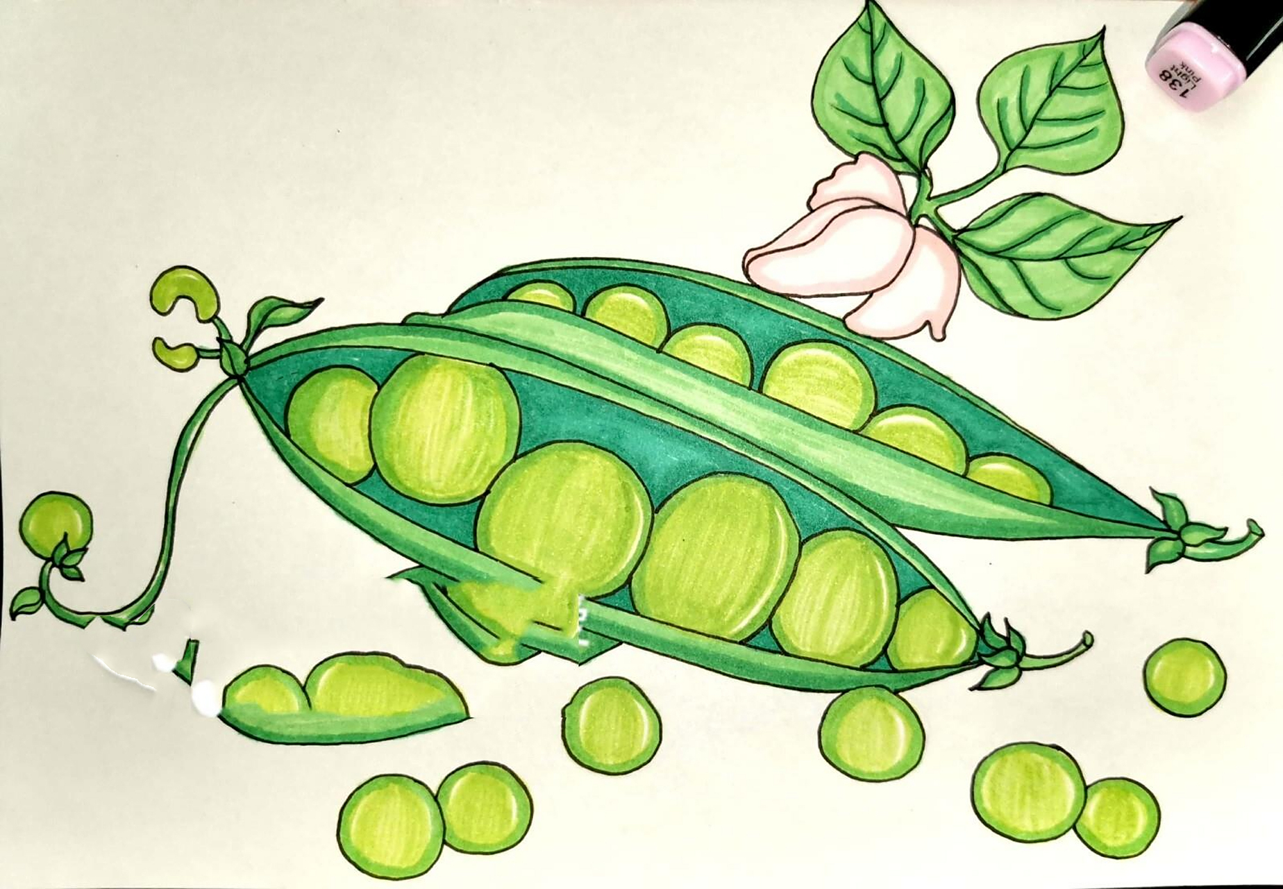 马克笔 豌豆荚豌豆花 创意儿童画 简笔画
