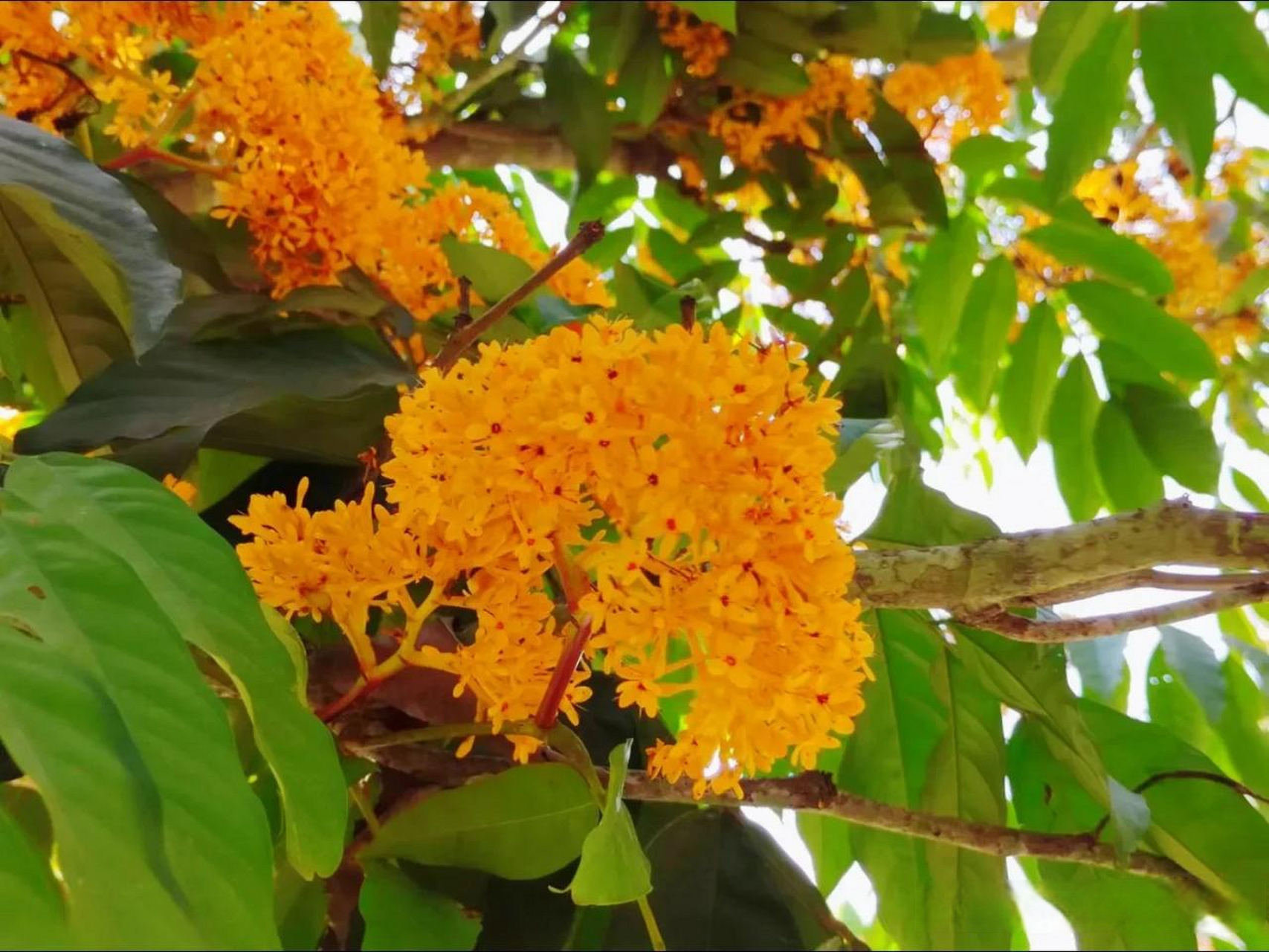 无忧花又名火焰花,乔木,豆科无忧花属,产于云南东