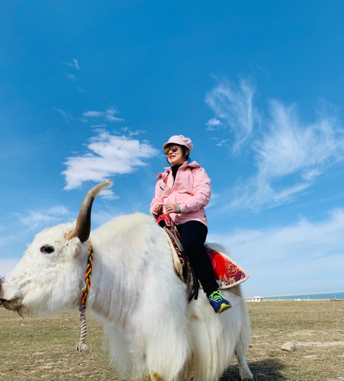 青海湖骑牦牛拍照攻略 青海湖边有许多牦牛,是当地藏民驯养的,专门