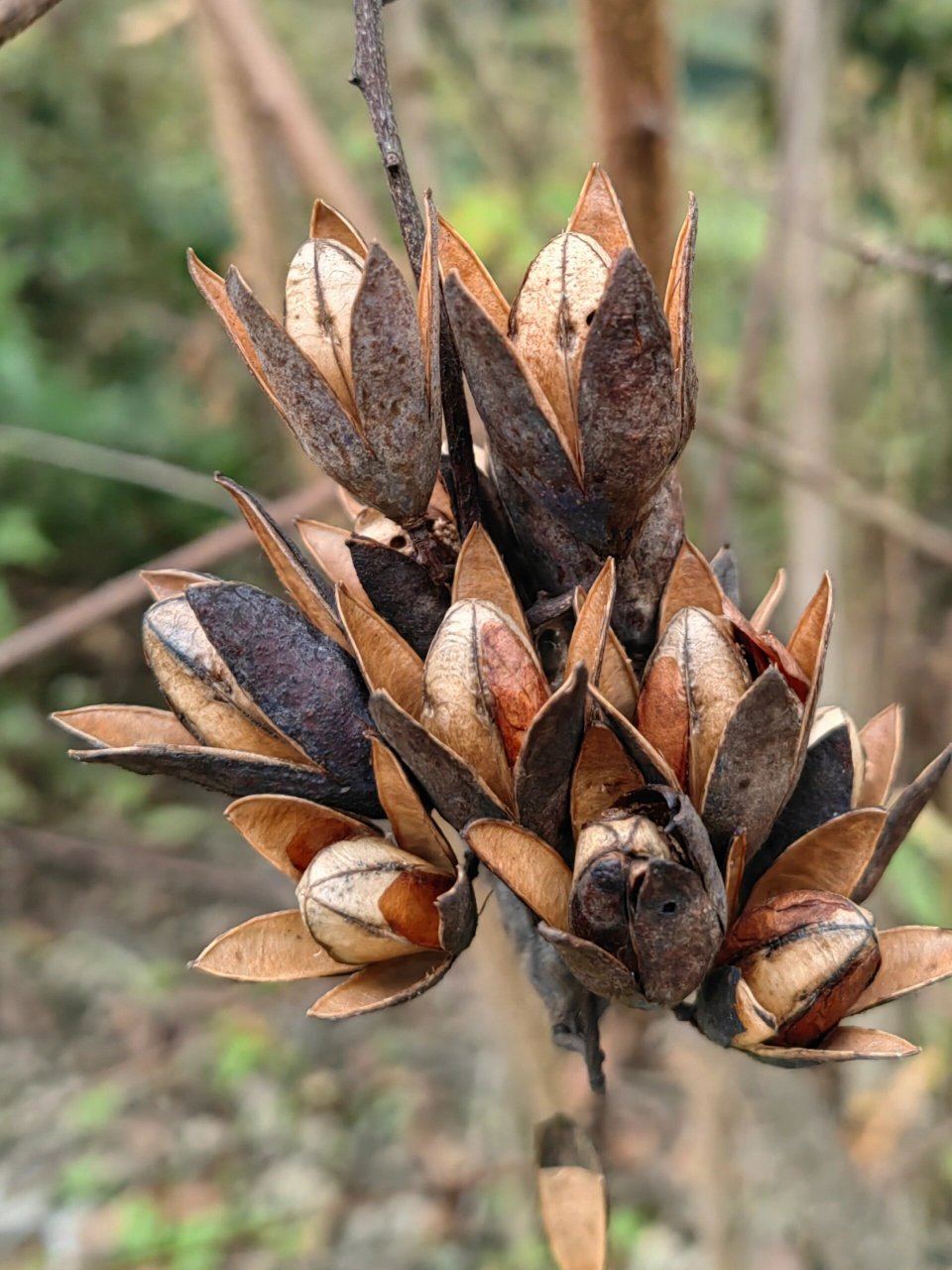 香椿和臭椿是不同科属的两种植物,臭椿为苦木科臭椿属落叶乔木.
