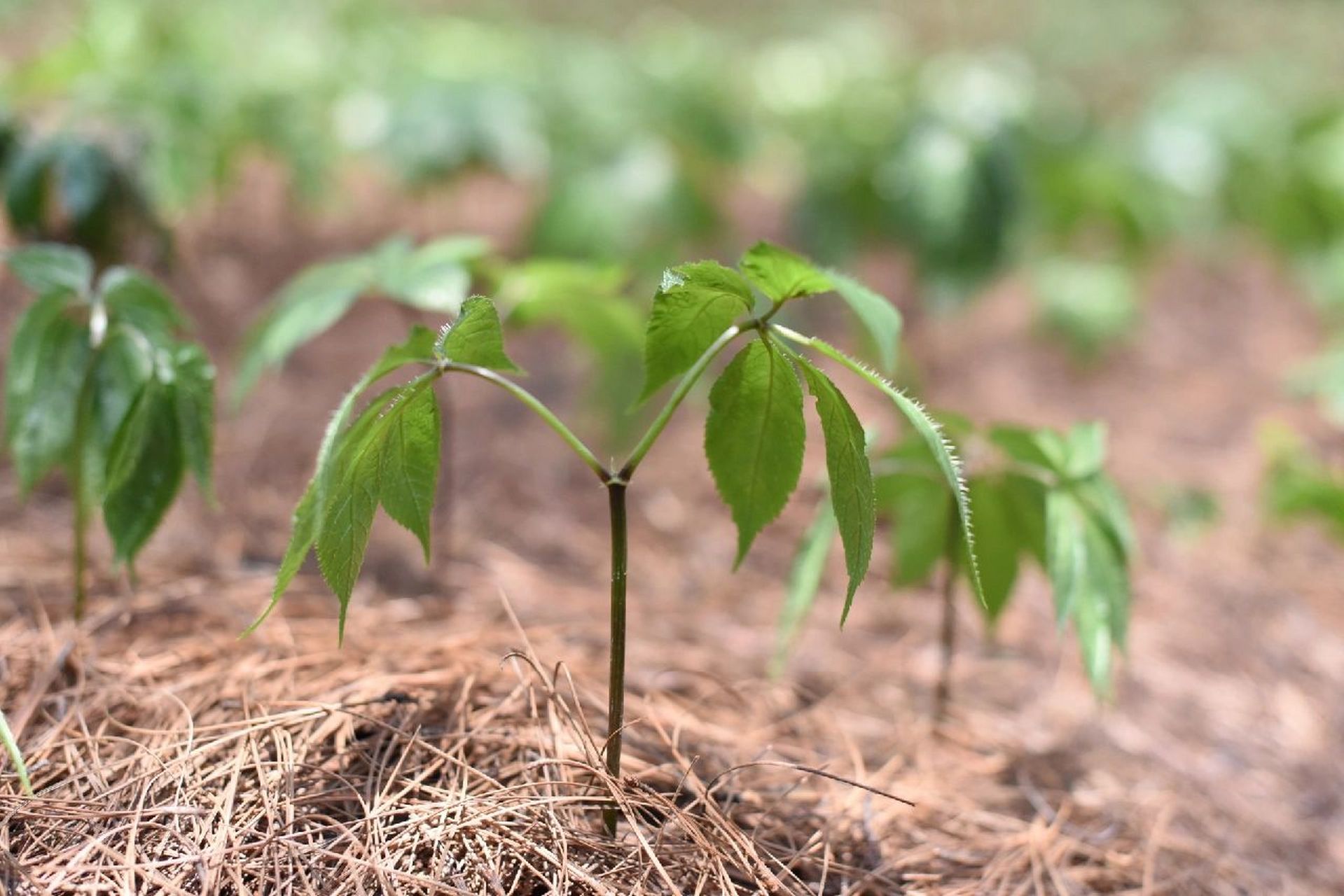 一年生的三七,主根尚小,三七叶稚嫩,属于"三七幼苗"的阶段;二年傻的
