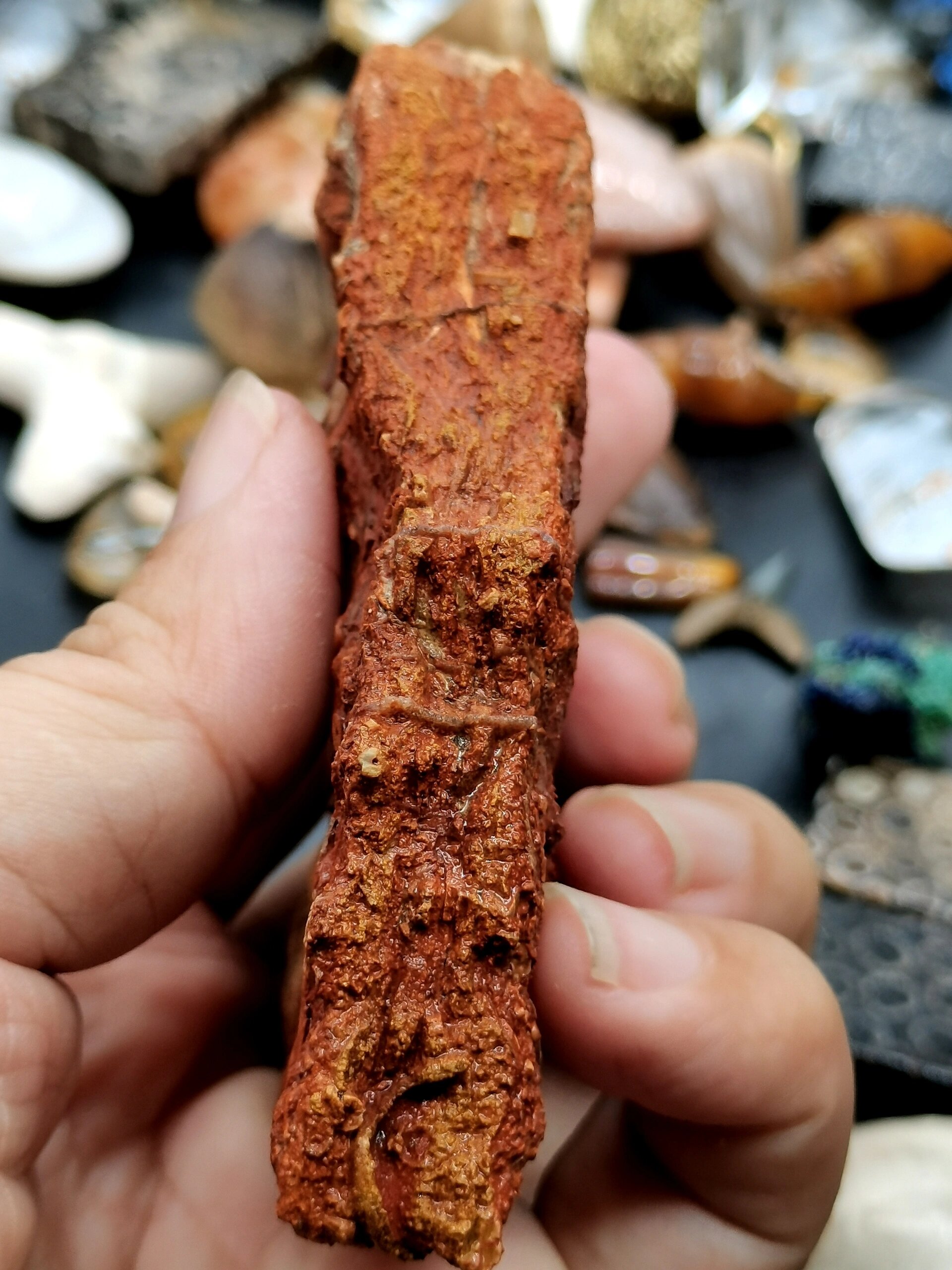 古生物化石 史前苔藓虫化石 88 来自几亿年前的彩色板子苔藓虫化石