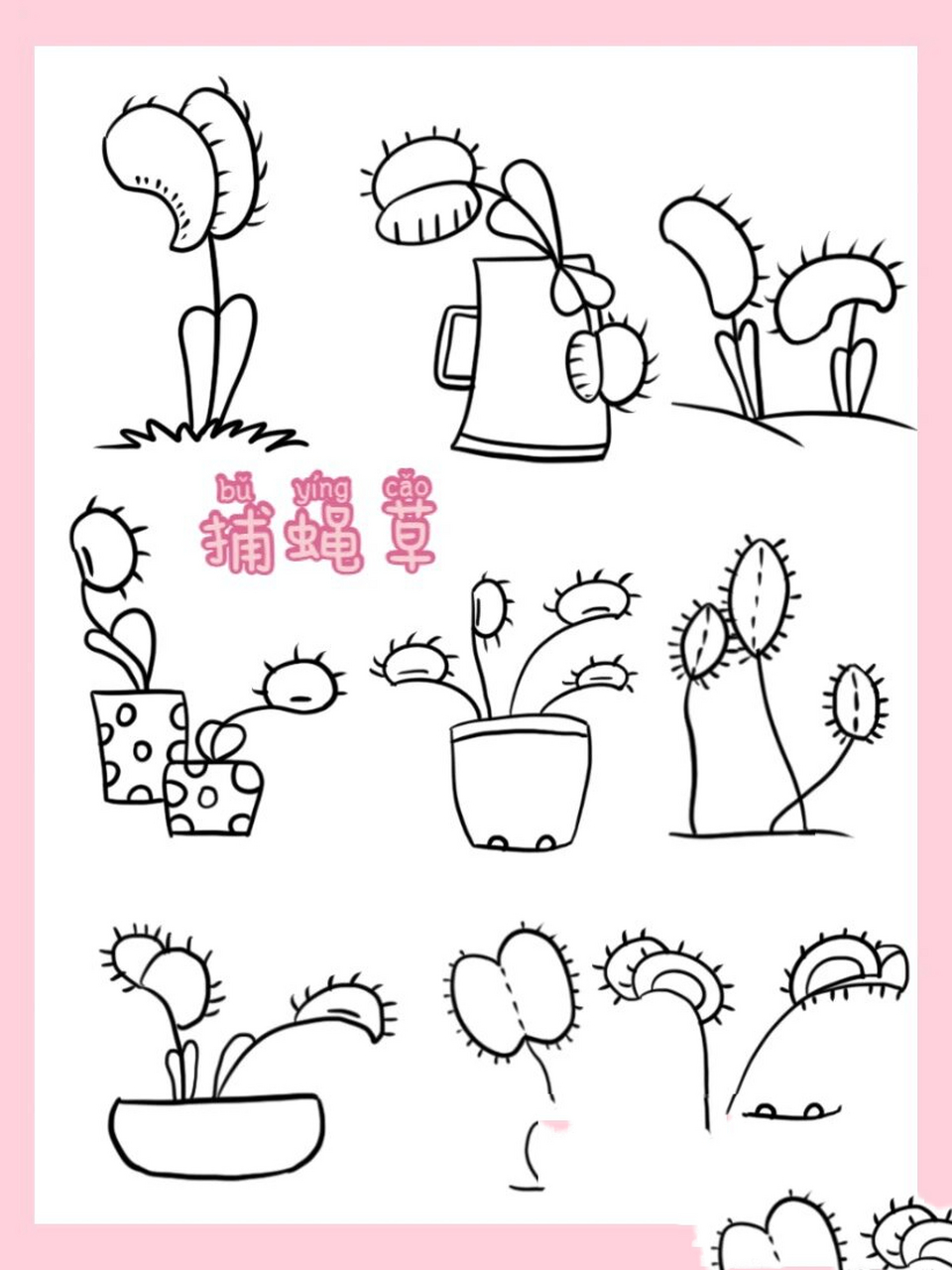 简笔画|植物篇 捕蝇草 6/100 捕蝇草是一种独特的食虫植物,它能消化