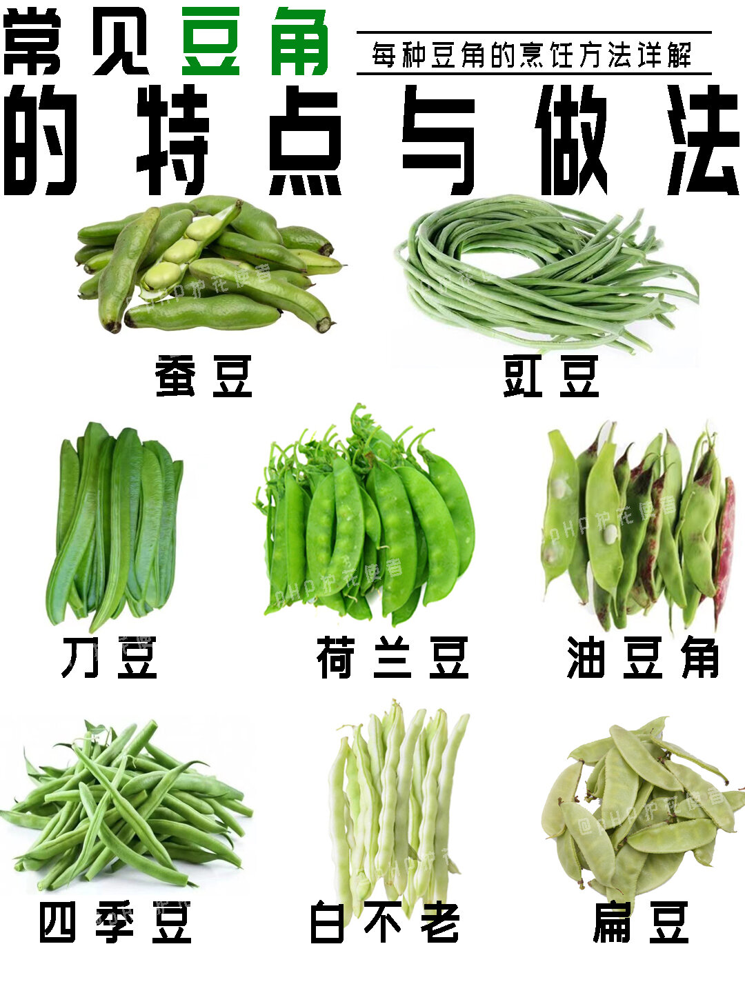 常见各种豆角的统一名称