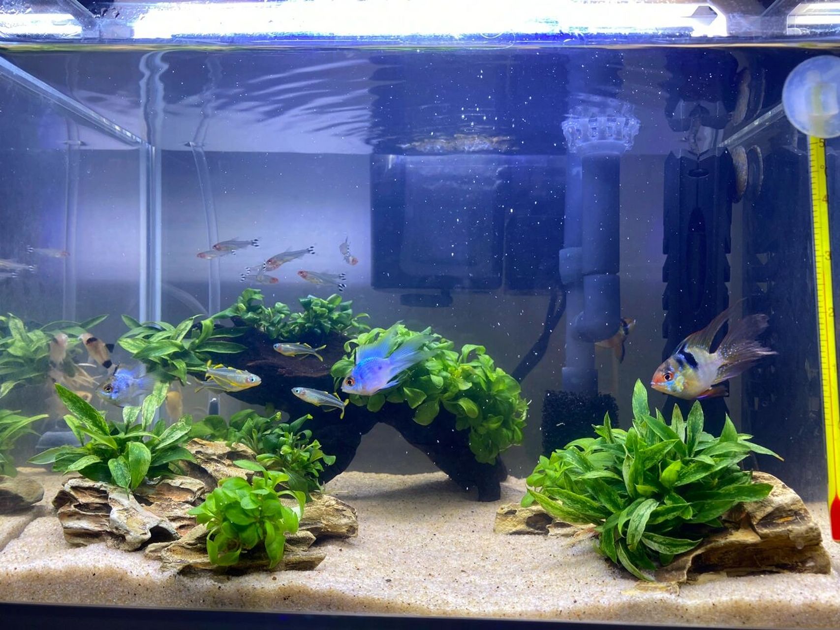 蛋白棉去鱼缸黄水真的绝了 因为鱼缸里有沉木和松皮石的原因,鱼缸里水