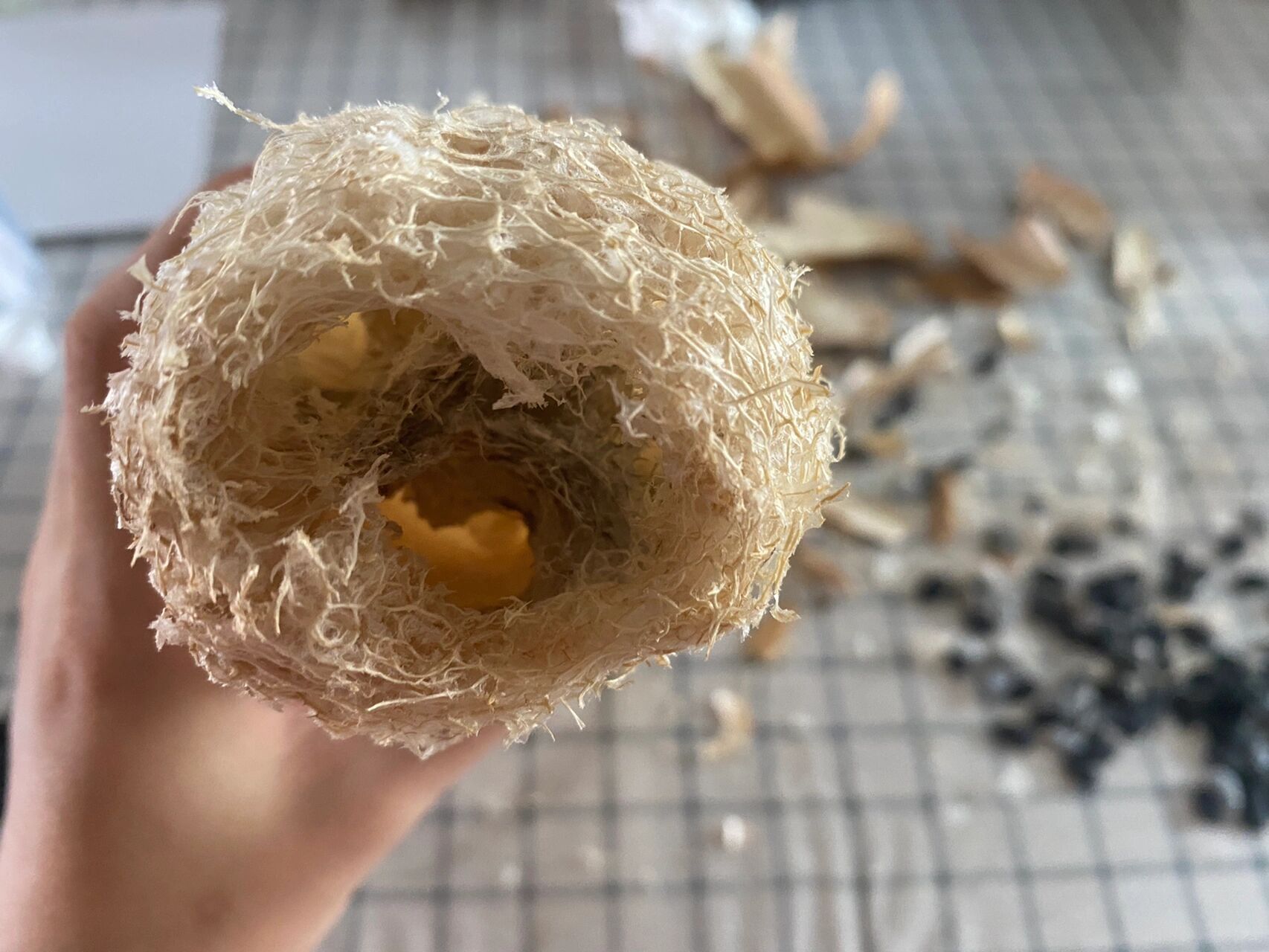 小菜园:留种丝瓜 矮胖胖,留到丝瓜变轻变干就可以收了.