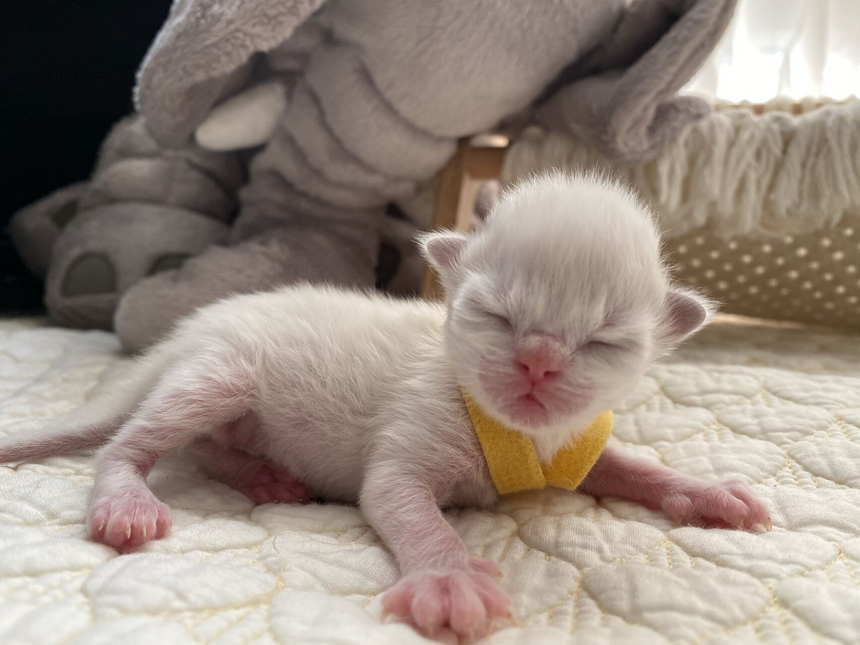 小猫成长 96 五个小家伙的第五天 对比小黄第一天90第五天的照片