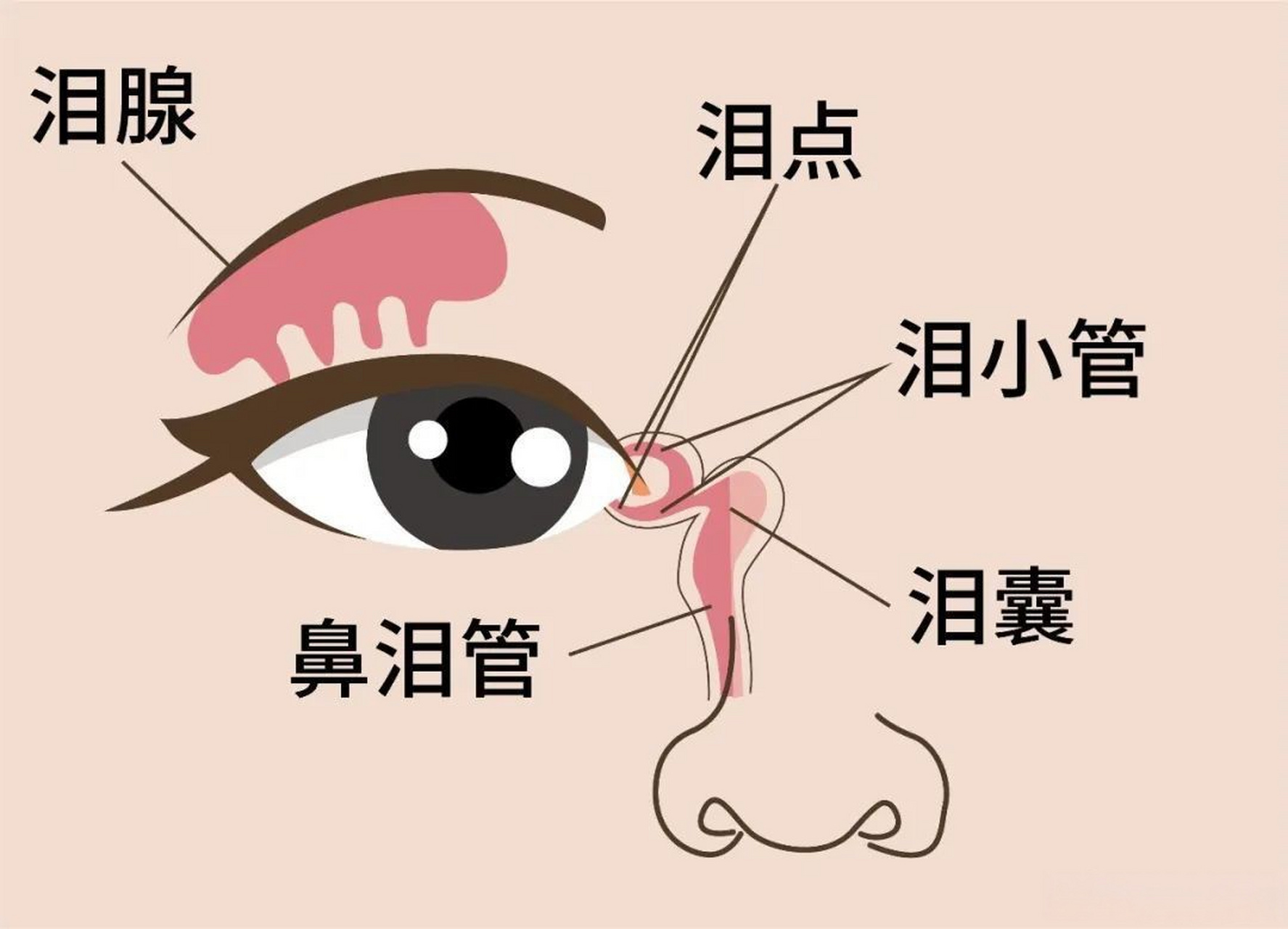 迎风流泪该怎么办呢 眼睛并没有什么异常的现象,既不红又不肿,也不痒