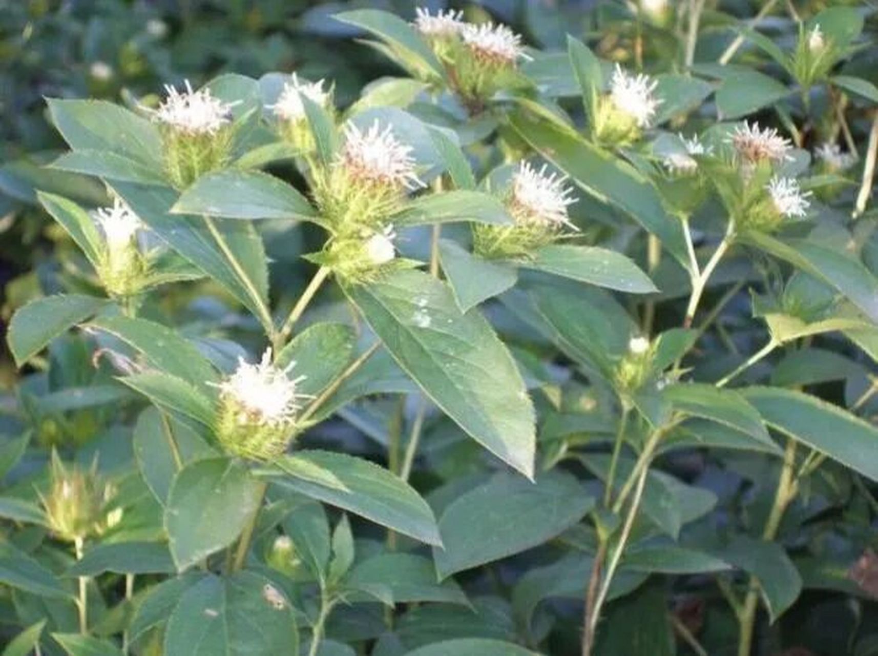 中药学习打卡第109天 苍术 为菊科多年生草本植物茅苍术,北苍术的干燥
