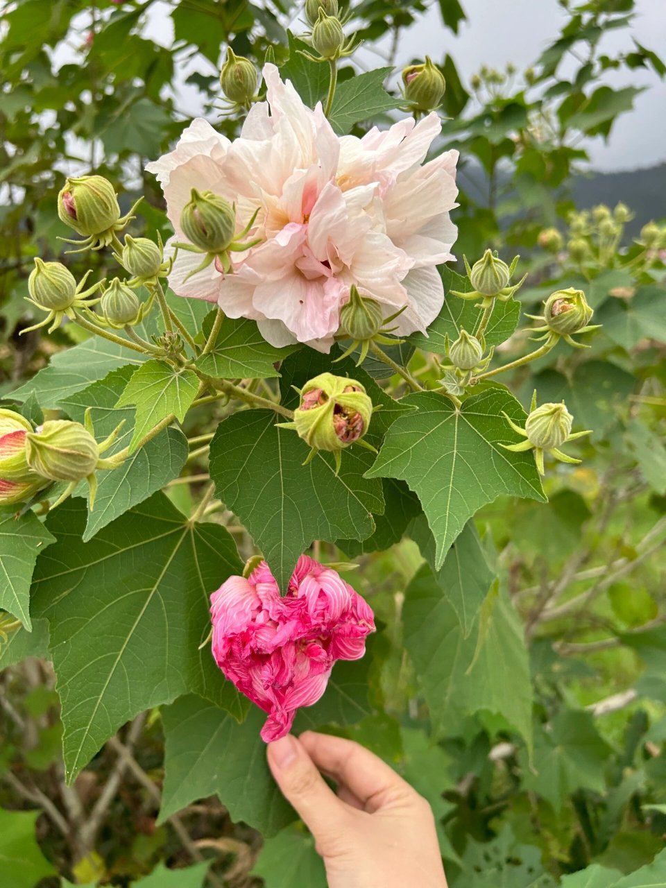 据说是湖南省省花  猜猜是什么花哈哈哈90