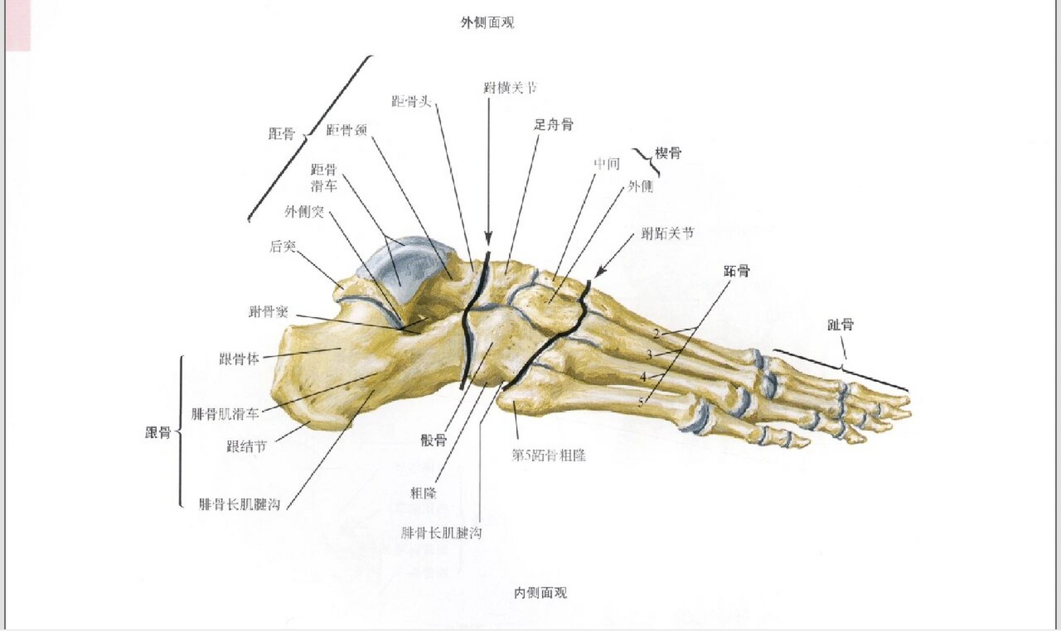 跟骨解剖