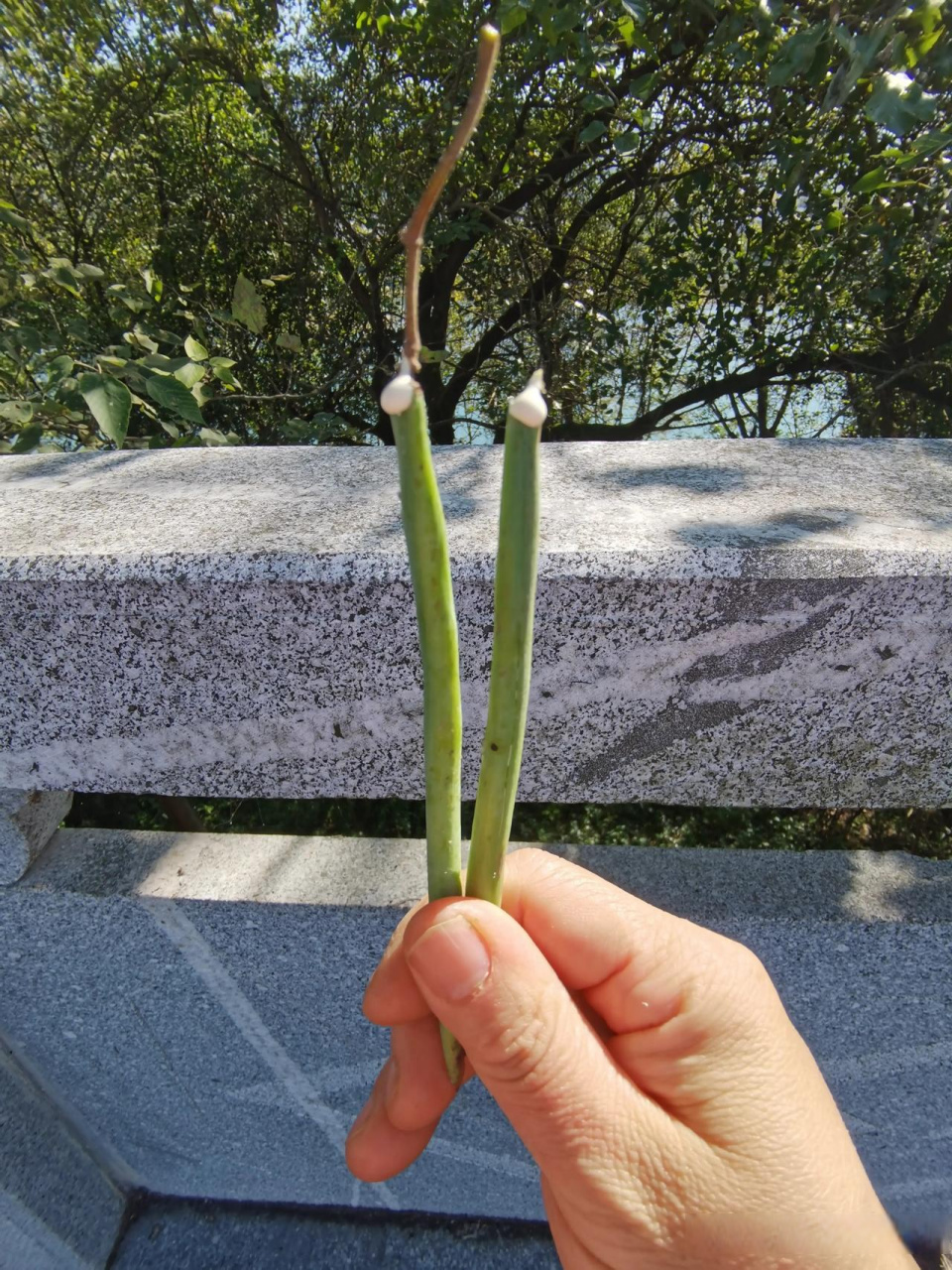 这个是络石藤吗?种子很特别,剥开长豆荚后,细长的种子一头还有洁白的