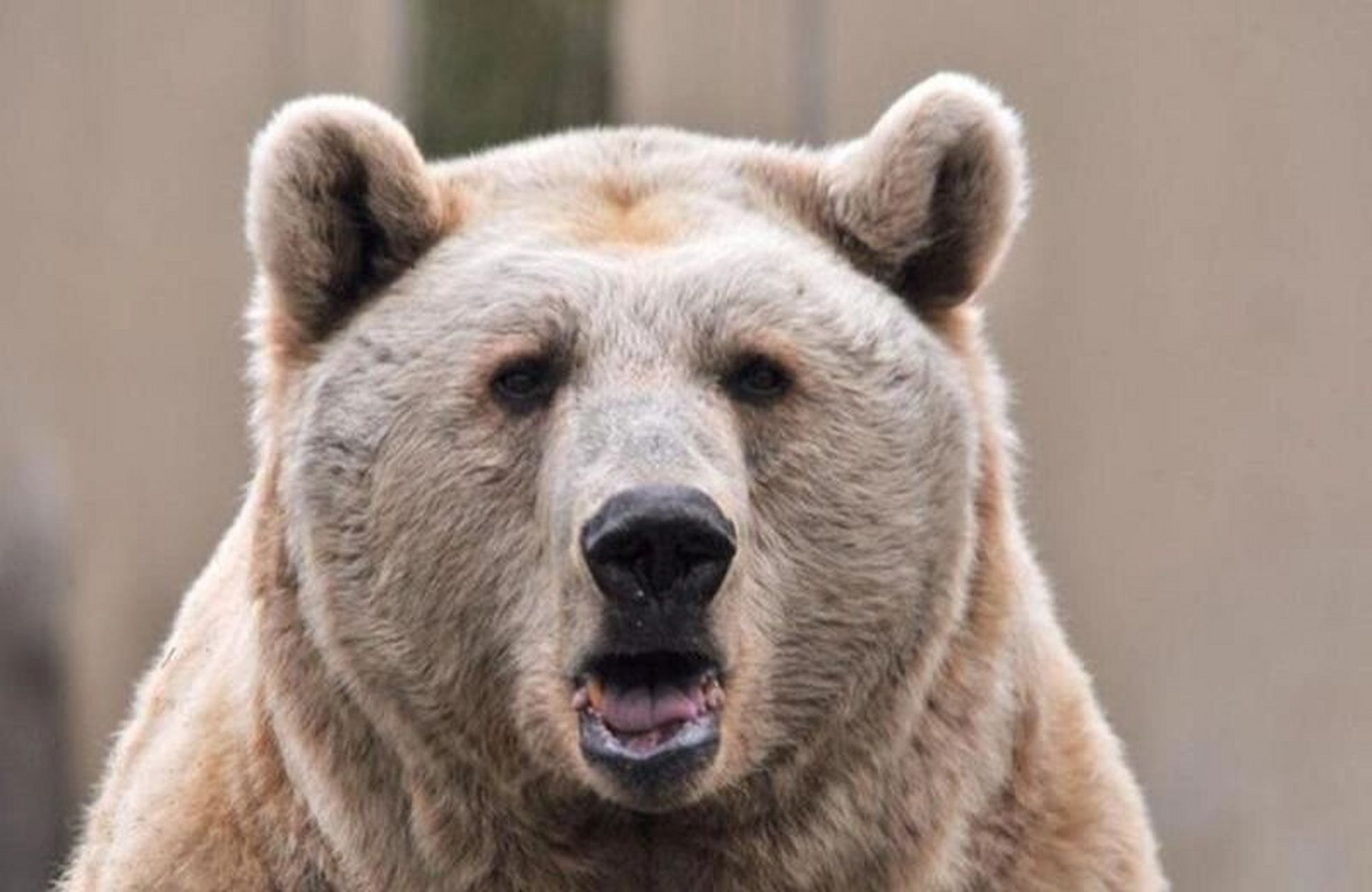 棕熊丨哺乳纲熊科动物93 989898 中国国家二