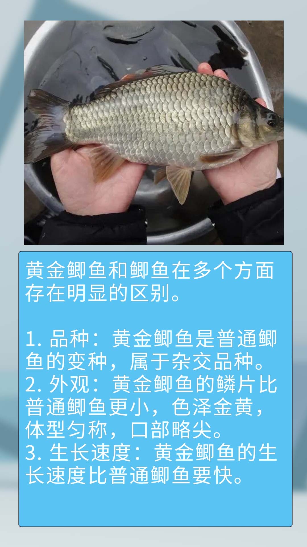 鲫鱼的种类名称及图片图片