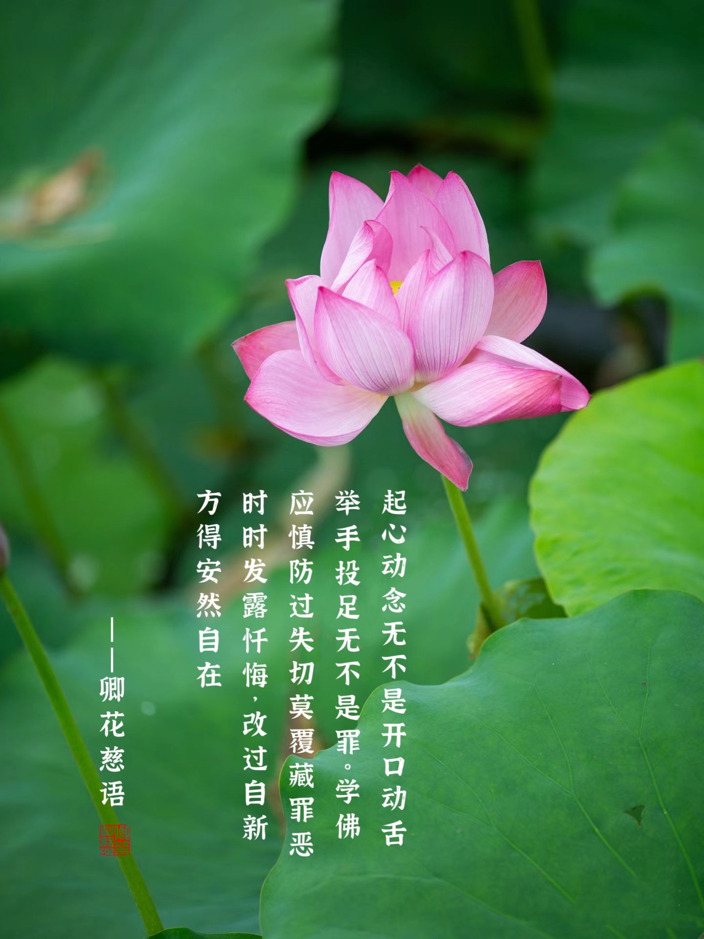 学佛应慎防过失,切莫覆藏罪恶.时时发露忏悔,改过自新,方得安然自在!