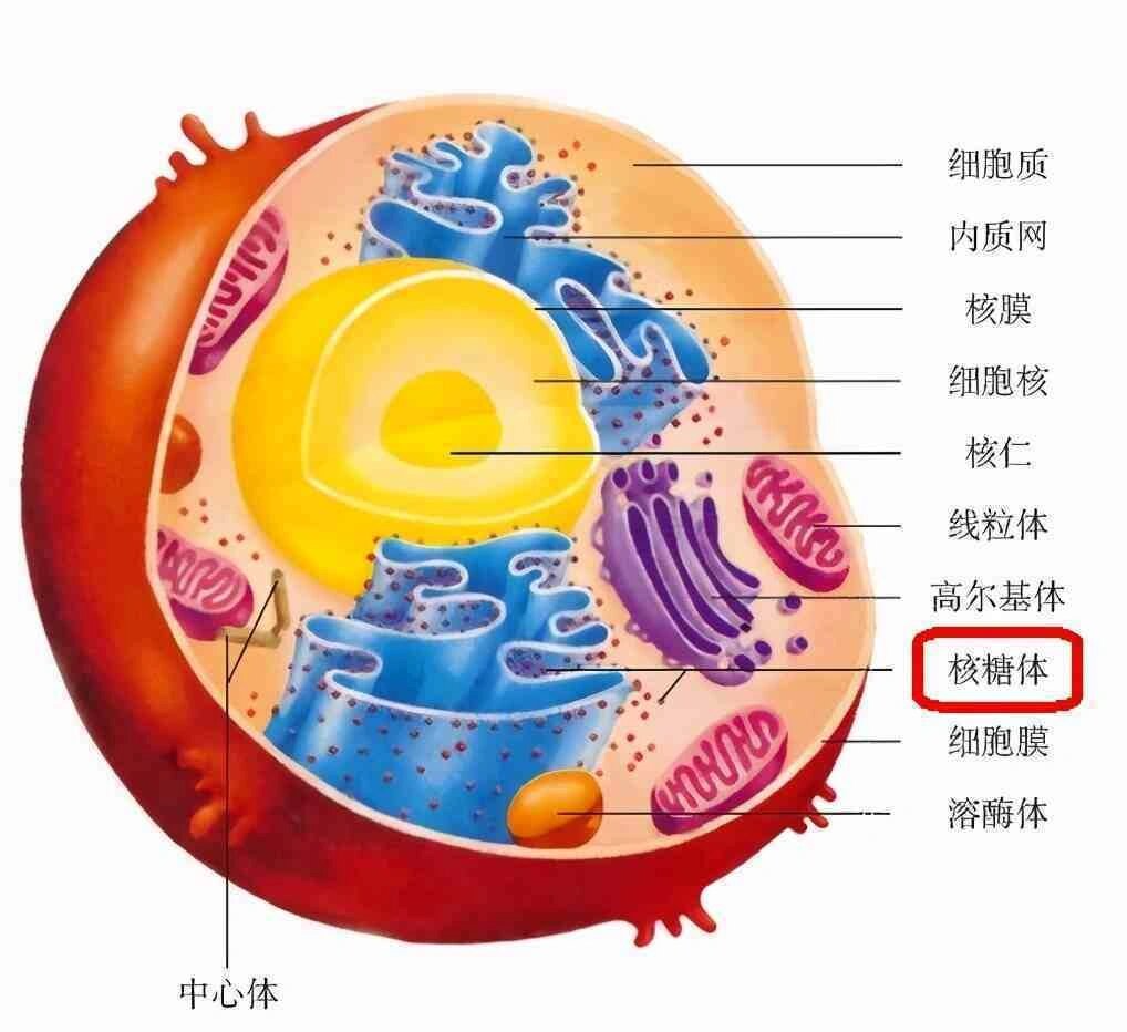 线粒体膜结构图片