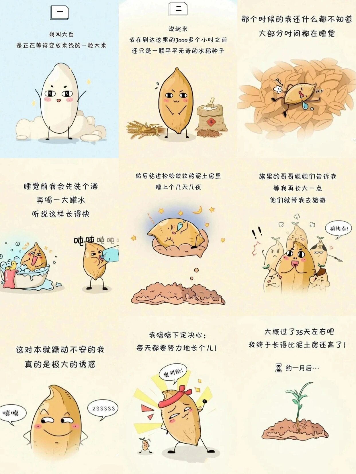 一粒米的故事 小朋友学校的老师让收集讲解粮食的一生,这个小漫画挺
