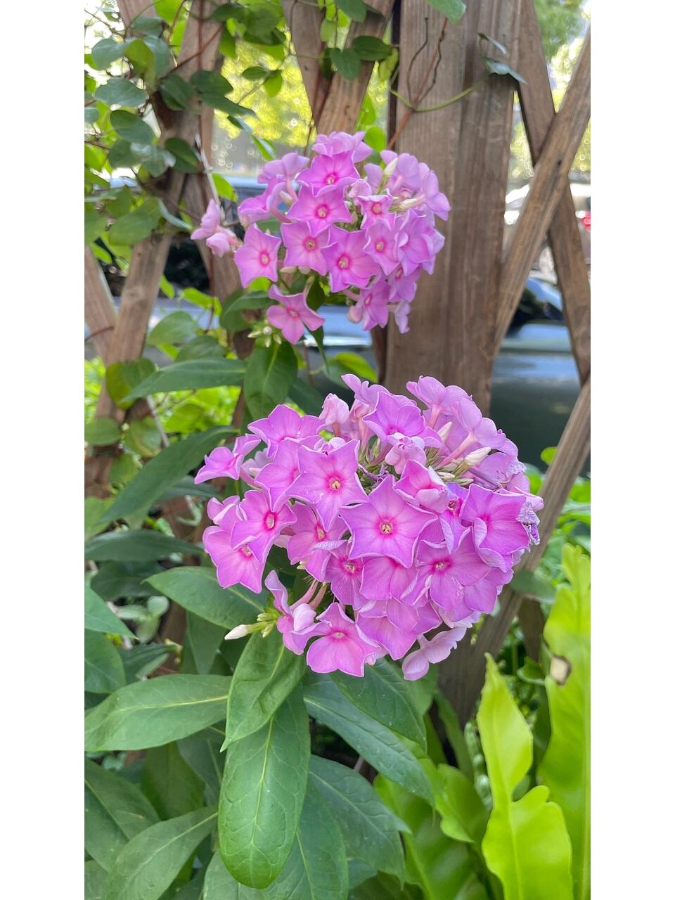 再介绍一款夏季开花植物—福禄考