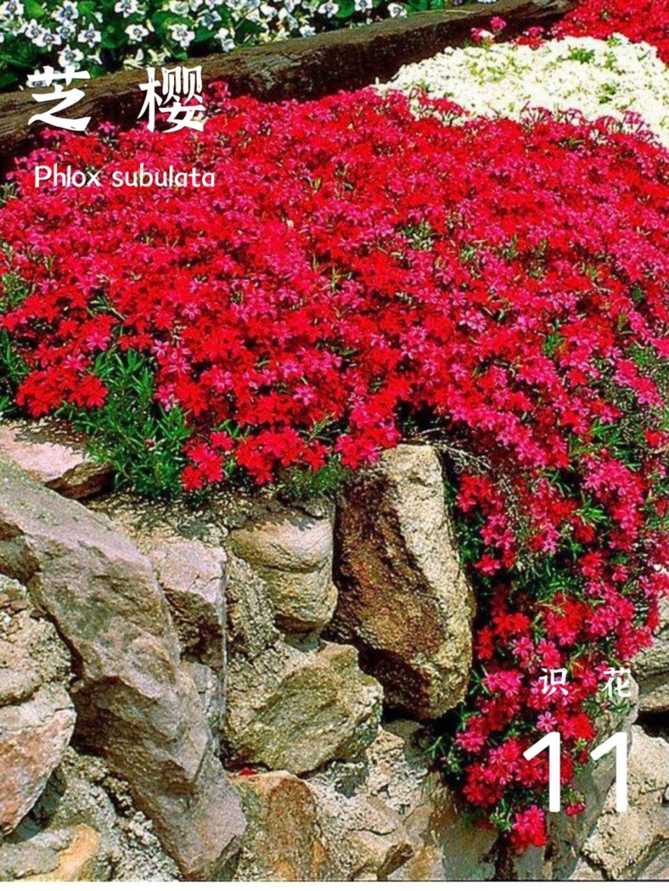 北方地被植物新宠樱花般美丽-芝樱 针叶天蓝绣球 学名:phlox subulata