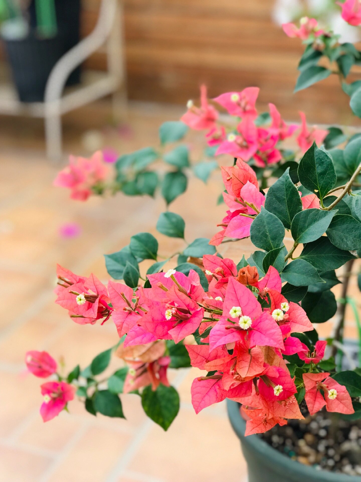 布里扎三角梅 花色比上周更艳了,美