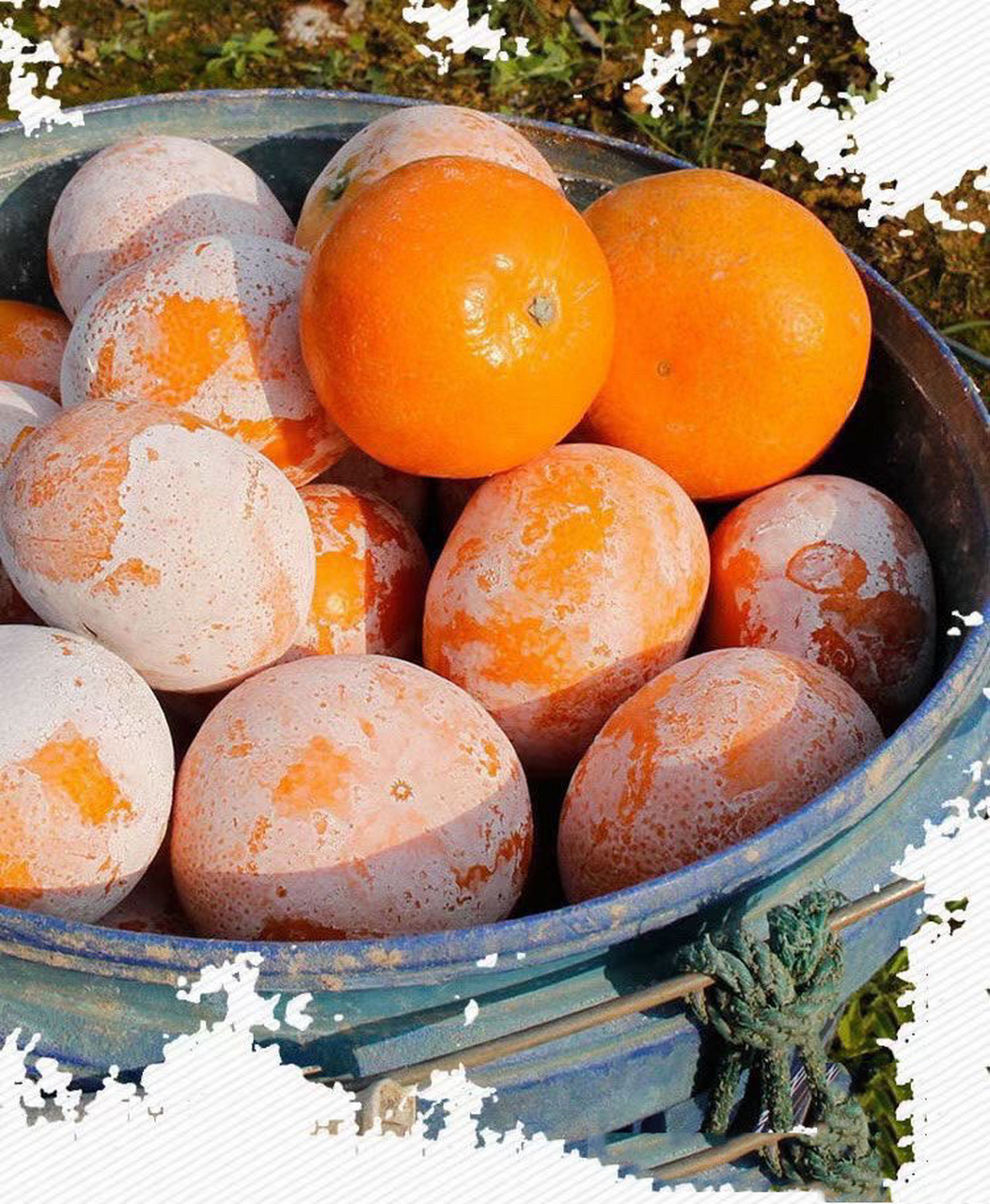 92 90脏脏茂谷柑 果肉粒粒饱满,鲜嫩多 "脏脏柑"是桔橙嫁接生长