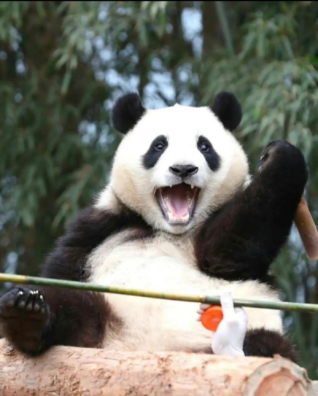 福宝太可爱了 在爱里长大的福宝
