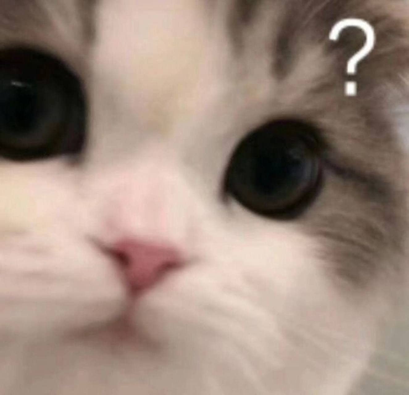 问号表情包 问号表情包集合大全,无水印原图后台dd我