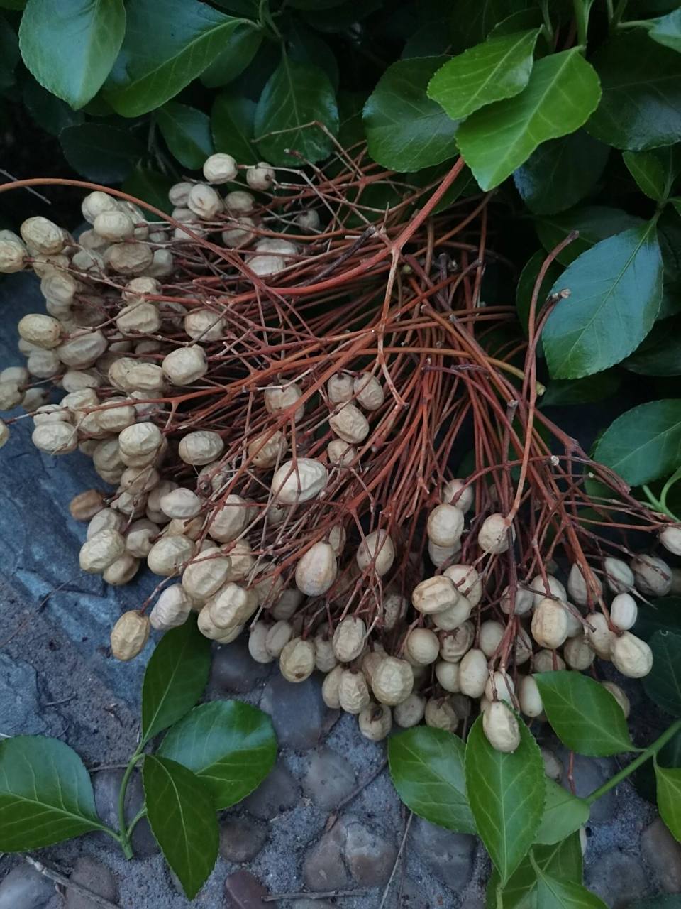 楝豆儿掉了一地,快去捡!