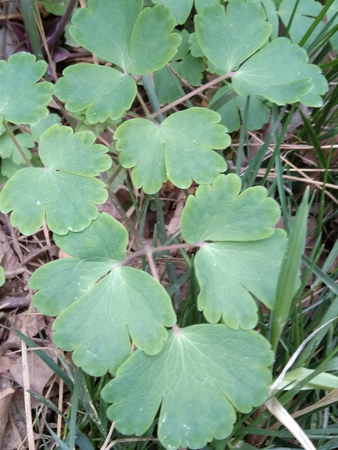 【耧斗菜】叶叶有殊姿 遇见野生耧斗菜,夏日开花,春日观叶片.