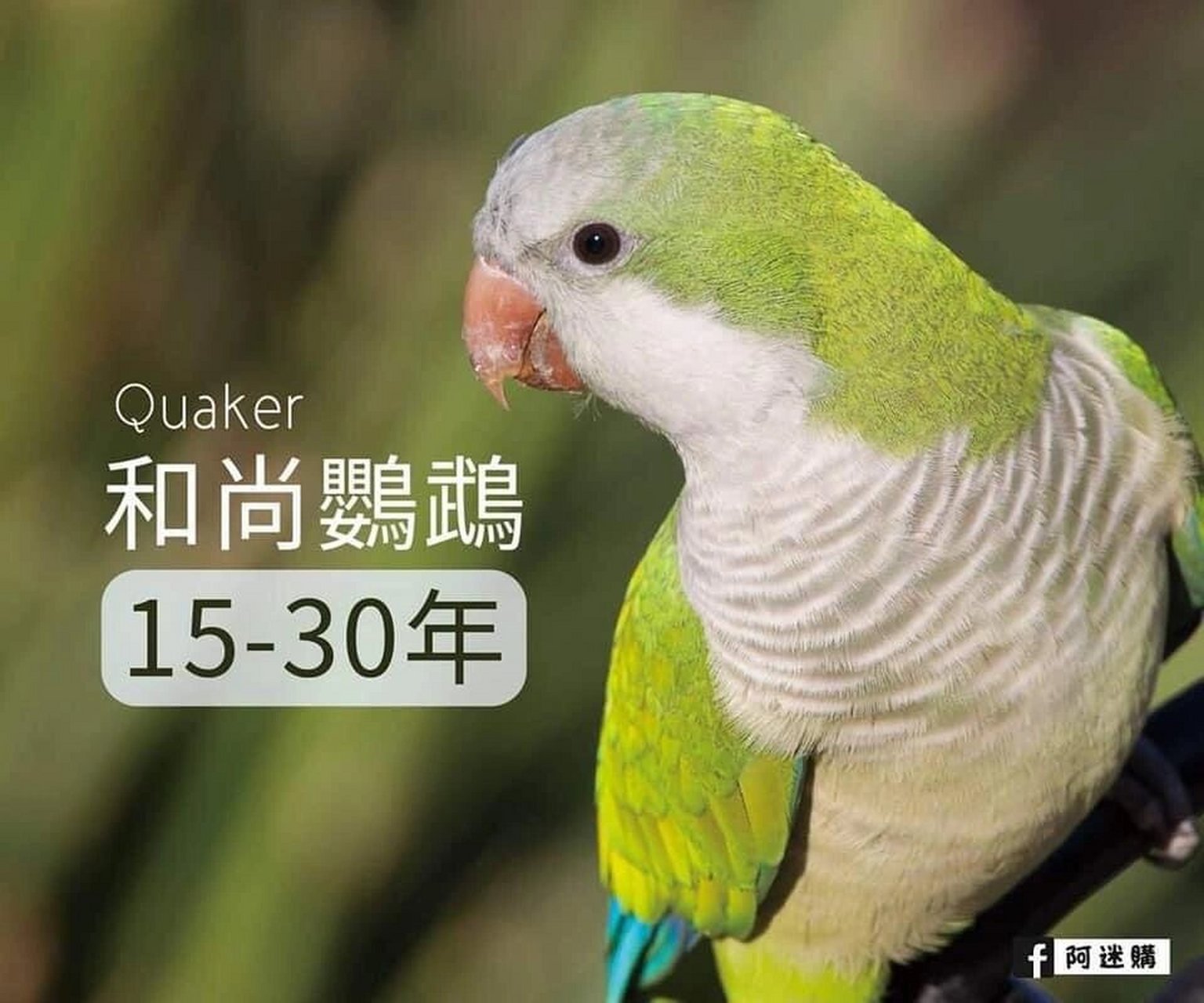 部分鹦鹉小鸟的名称及寿命(3) 脸书上看到的,分享下