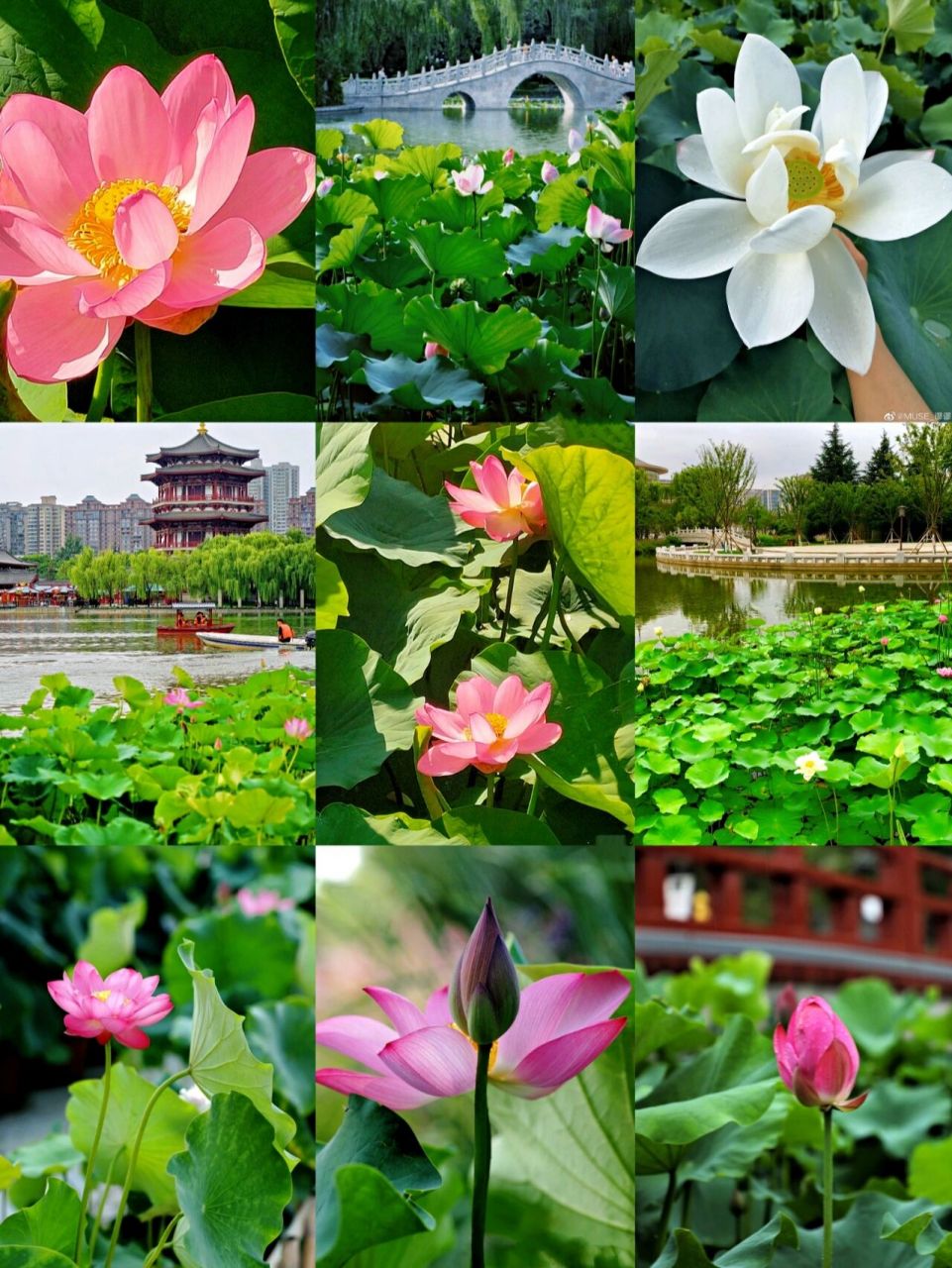 西安市内踏青赏花好去处!还免费!