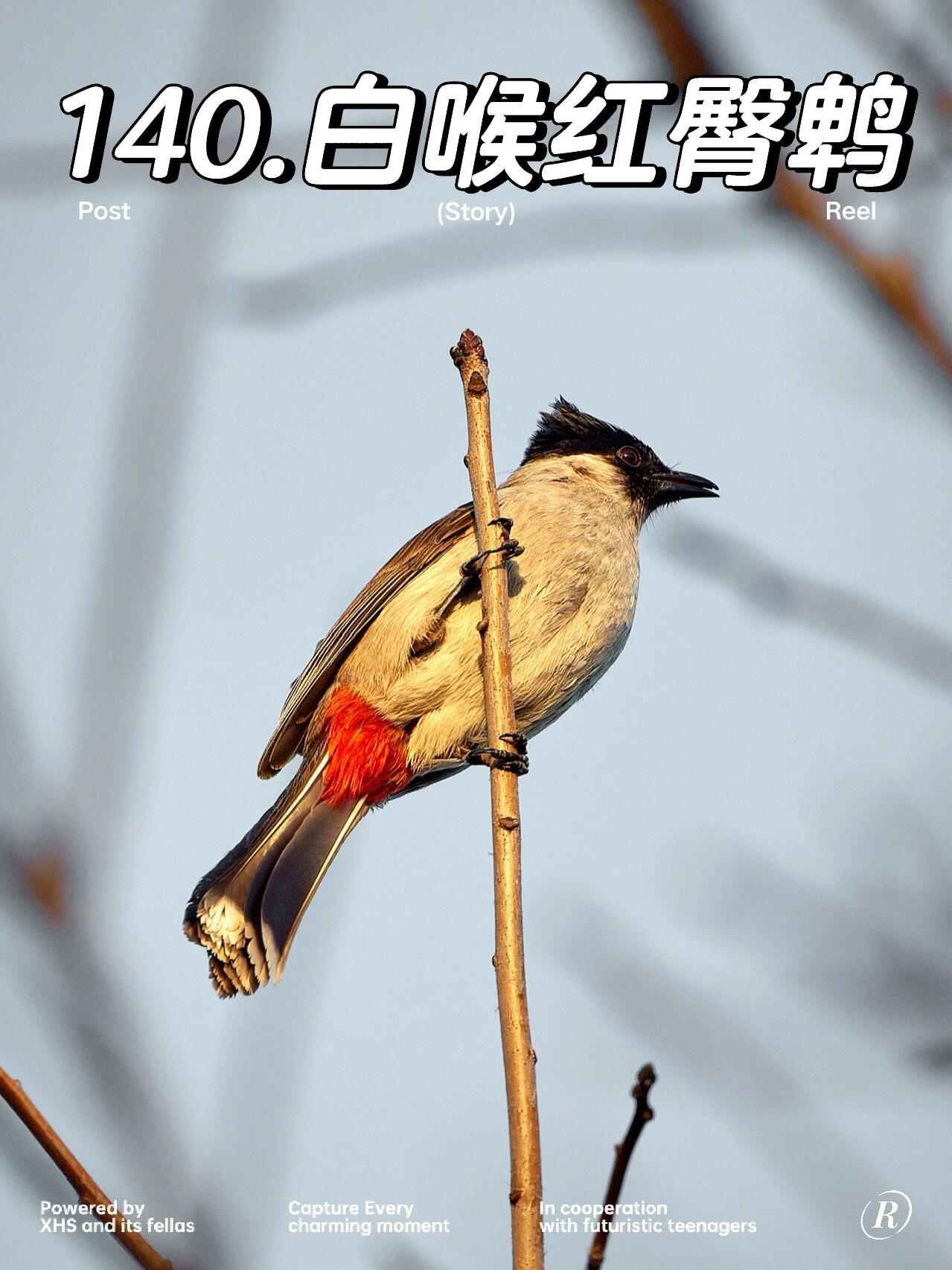 编号140-白喉红臀鹎 白沙公园的目标鸟种,在上海是稀罕货,e-bird都给