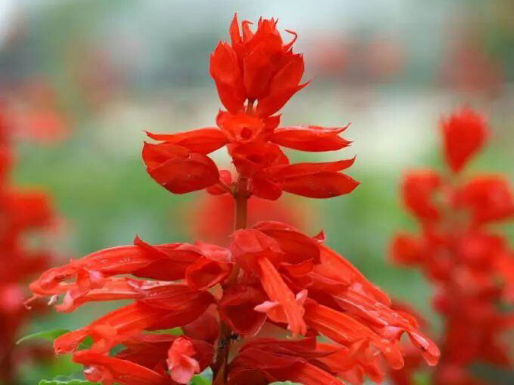 每日一花|长串红 长串红:一,二年生草本,也叫一串红,墙下红.